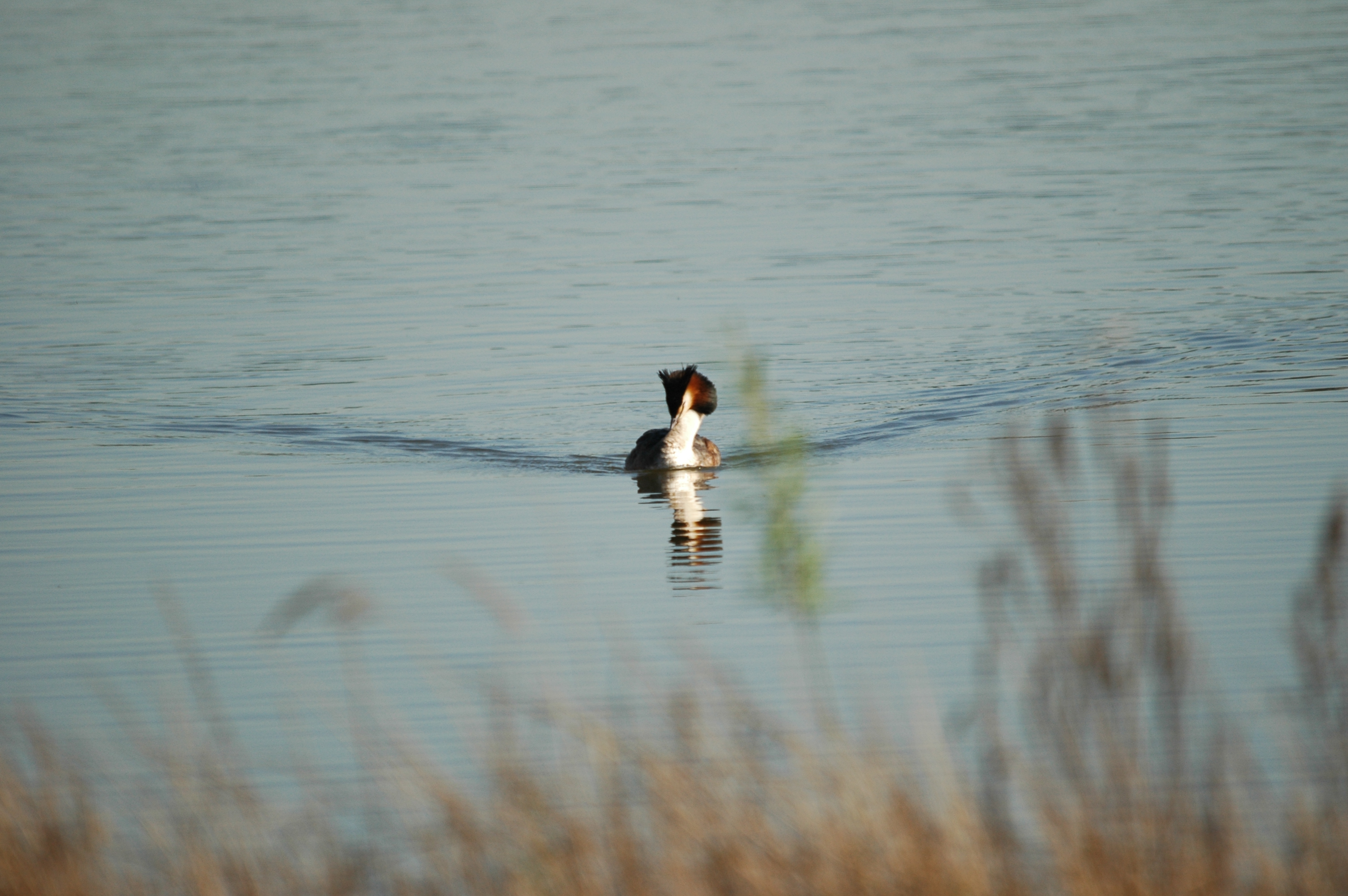 photos/wildlife/Bird_Species/009-Grebes/0096-Great_Crested_Grebe/DSC_5554.JPG
