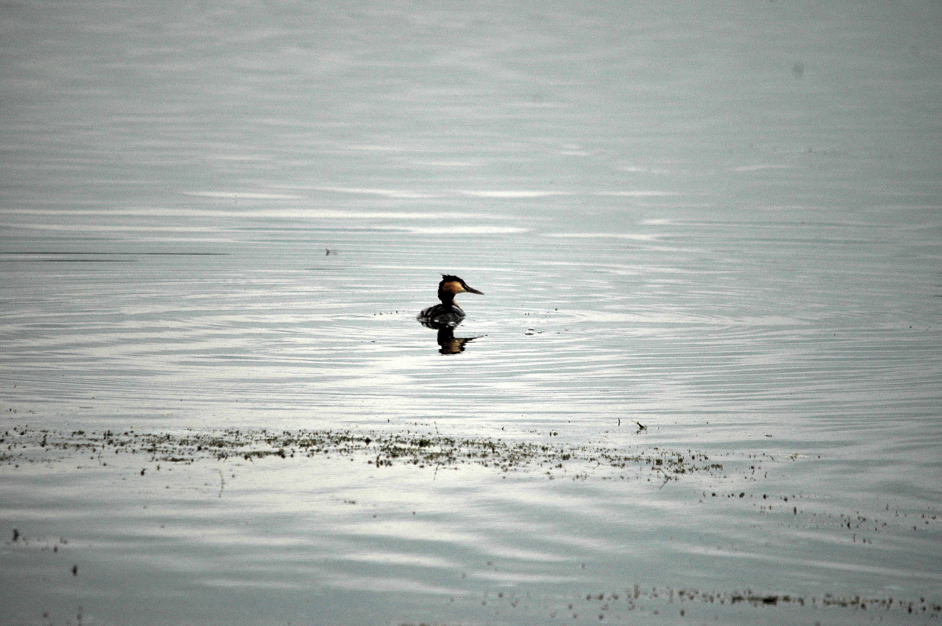 photos/wildlife/Bird_Species/009-Grebes/0096-Great_Crested_Grebe/dsc_2803.jpg