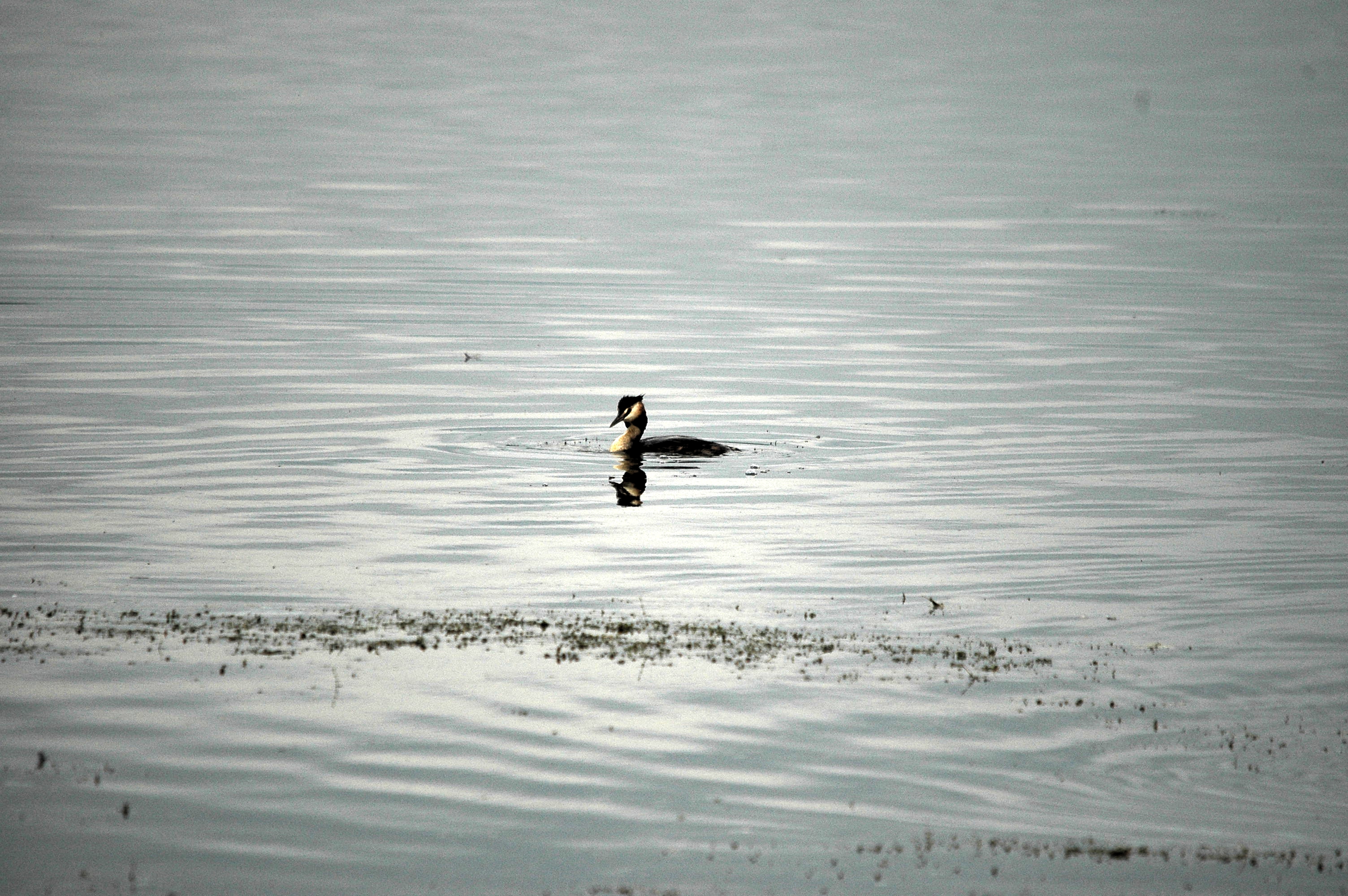 photos/wildlife/Bird_Species/009-Grebes/0096-Great_Crested_Grebe/dsc_2804.jpg