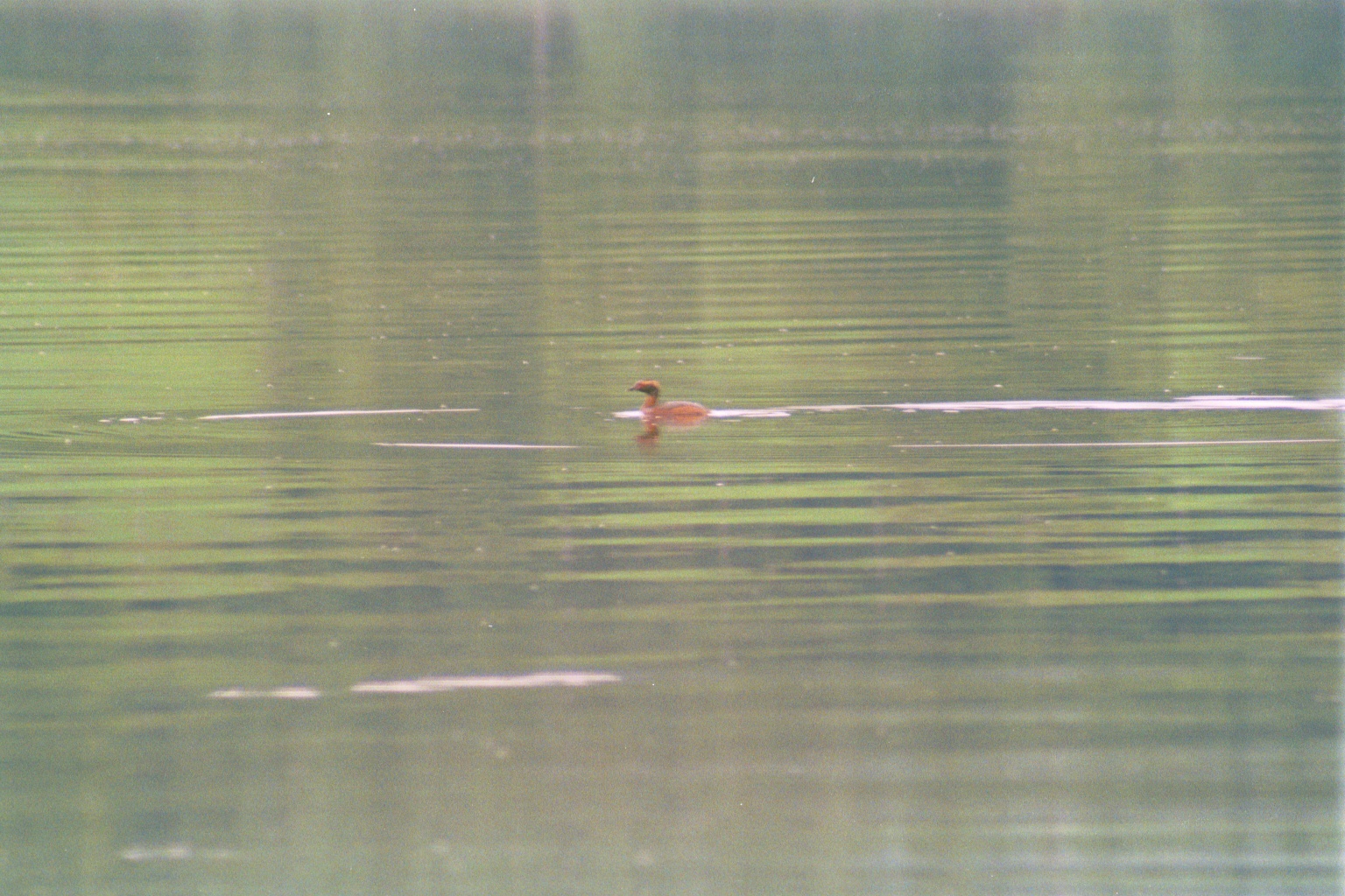 photos/wildlife/Bird_Species/009-Grebes/0097-Horned_(Slavonian)_Grebe/20010731-Strathbeg-01.jpg