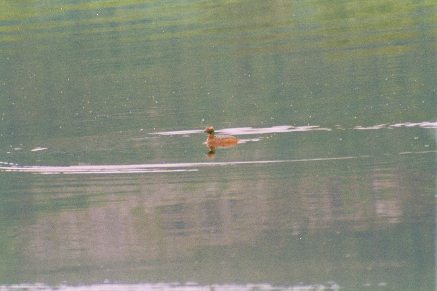 photos/wildlife/Bird_Species/009-Grebes/0097-Horned_(Slavonian)_Grebe/20010731-Strathbeg-02.jpg