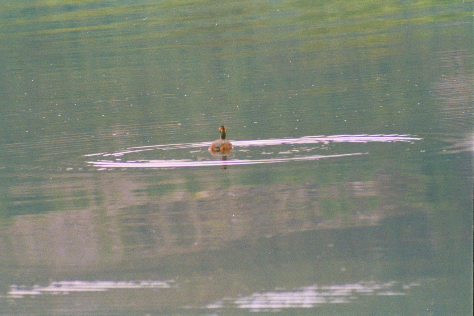 photos/wildlife/Bird_Species/009-Grebes/0097-Horned_(Slavonian)_Grebe/20010731-Strathbeg-03.jpg