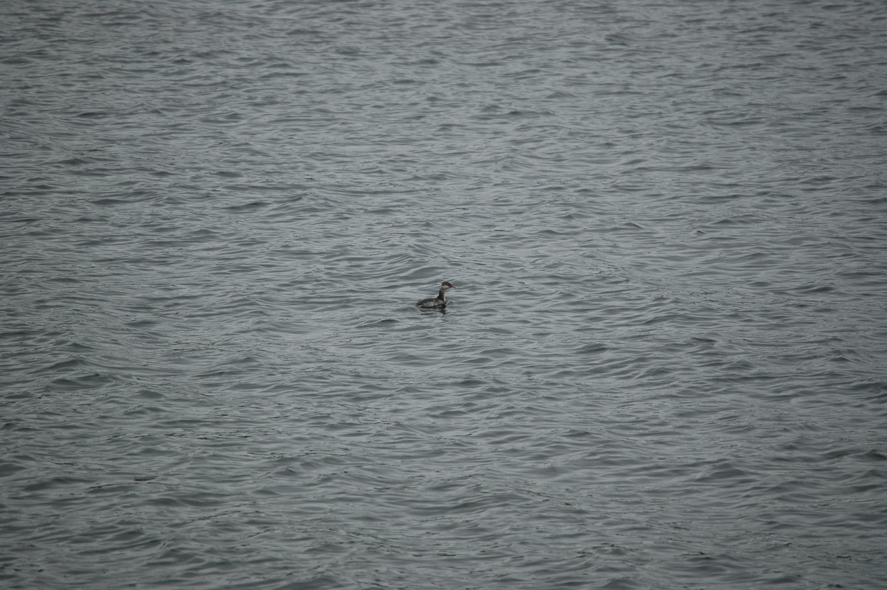 photos/wildlife/Bird_Species/009-Grebes/0097-Horned_(Slavonian)_Grebe/20070921-Canada-01.jpg