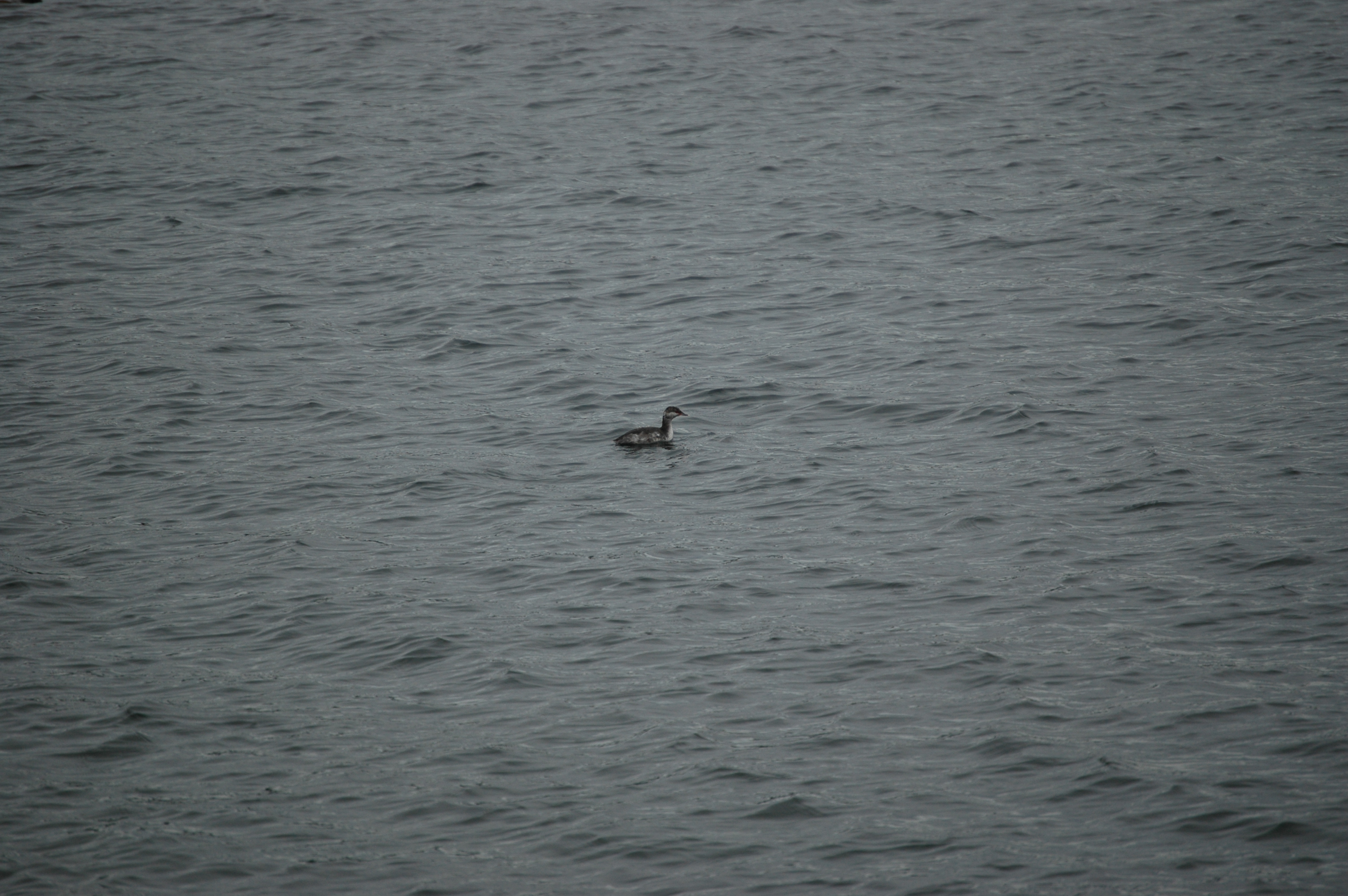 photos/wildlife/Bird_Species/009-Grebes/0097-Horned_(Slavonian)_Grebe/20070921-Canada-02.jpg