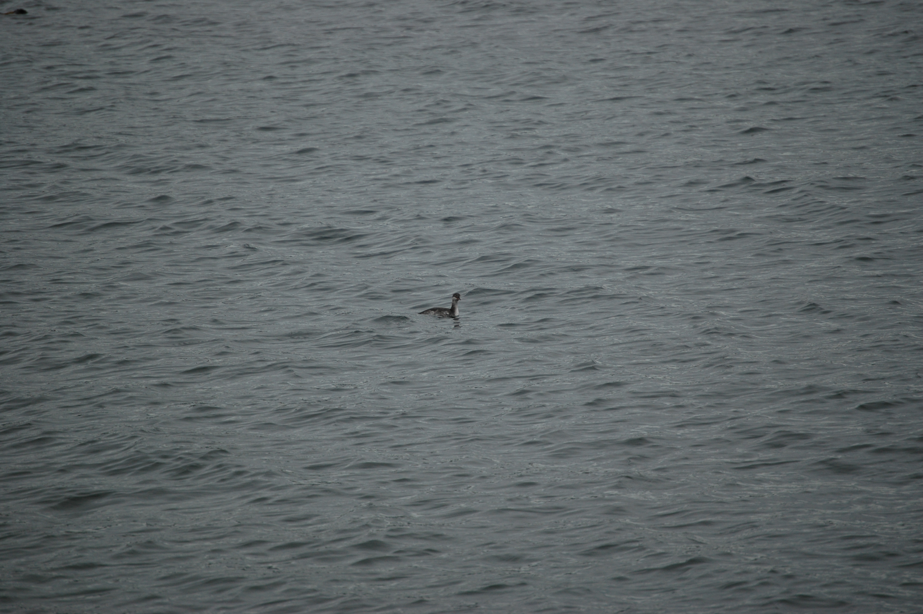 photos/wildlife/Bird_Species/009-Grebes/0097-Horned_(Slavonian)_Grebe/20070921-Canada-03.jpg