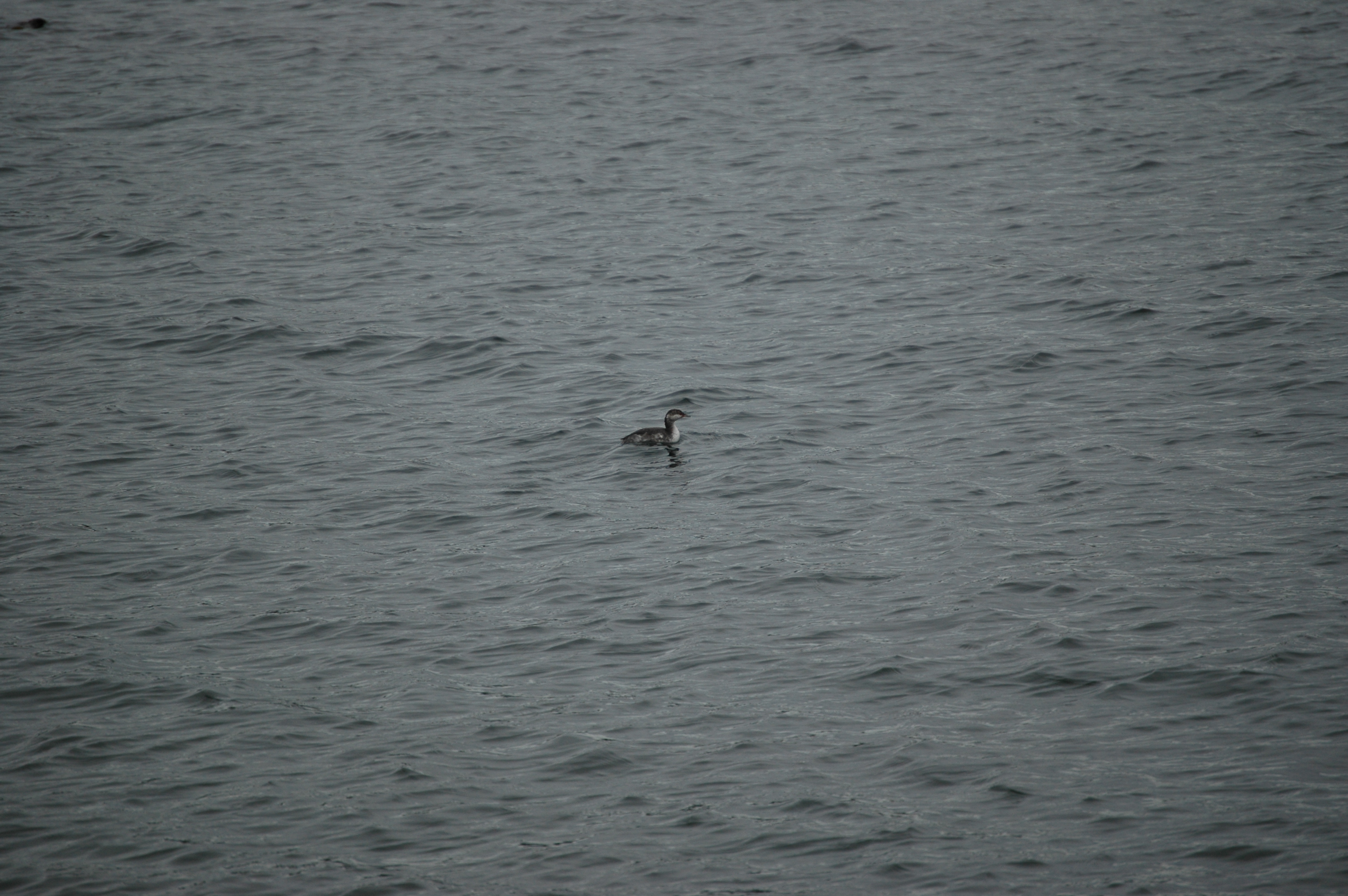 photos/wildlife/Bird_Species/009-Grebes/0097-Horned_(Slavonian)_Grebe/20070921-Canada-04.jpg
