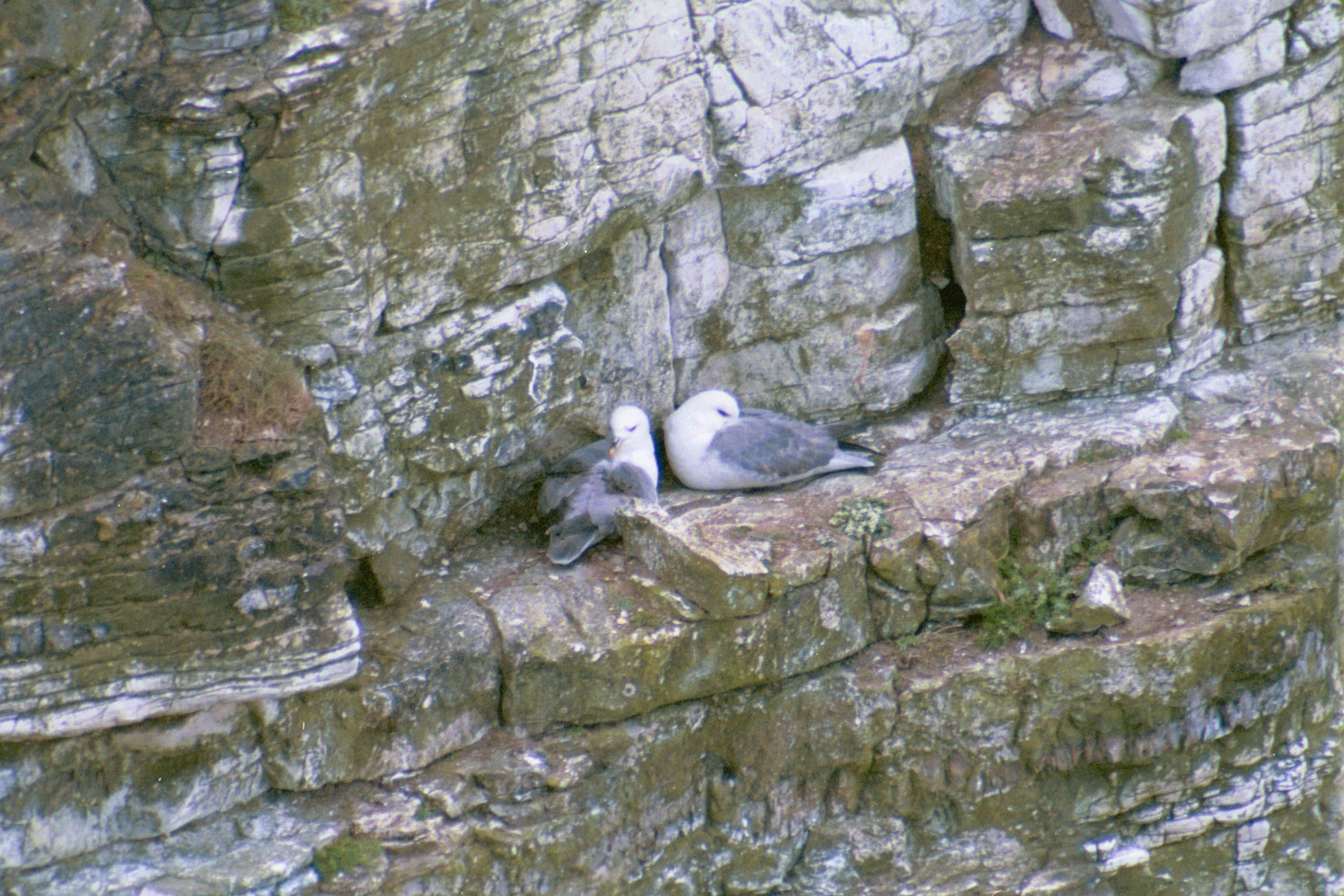 photos/wildlife/Bird_Species/011-Petrels-Shearwaters/0121-Northern_Fulmar/20020504-Bempton-01.jpg