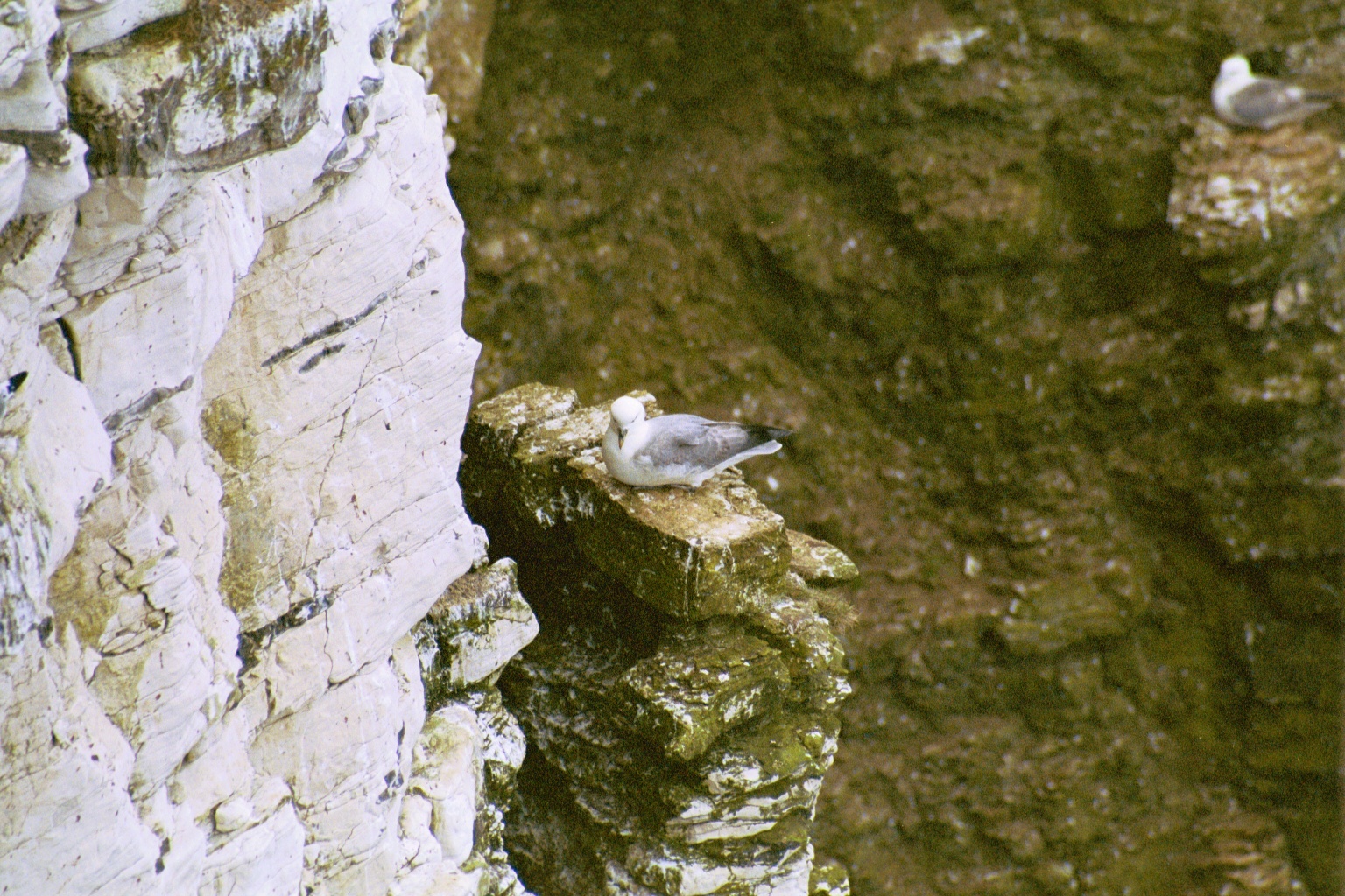 photos/wildlife/Bird_Species/011-Petrels-Shearwaters/0121-Northern_Fulmar/20020504-Bempton-02.jpg