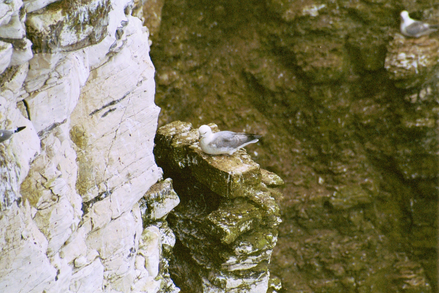photos/wildlife/Bird_Species/011-Petrels-Shearwaters/0121-Northern_Fulmar/20020504-Bempton-03.jpg