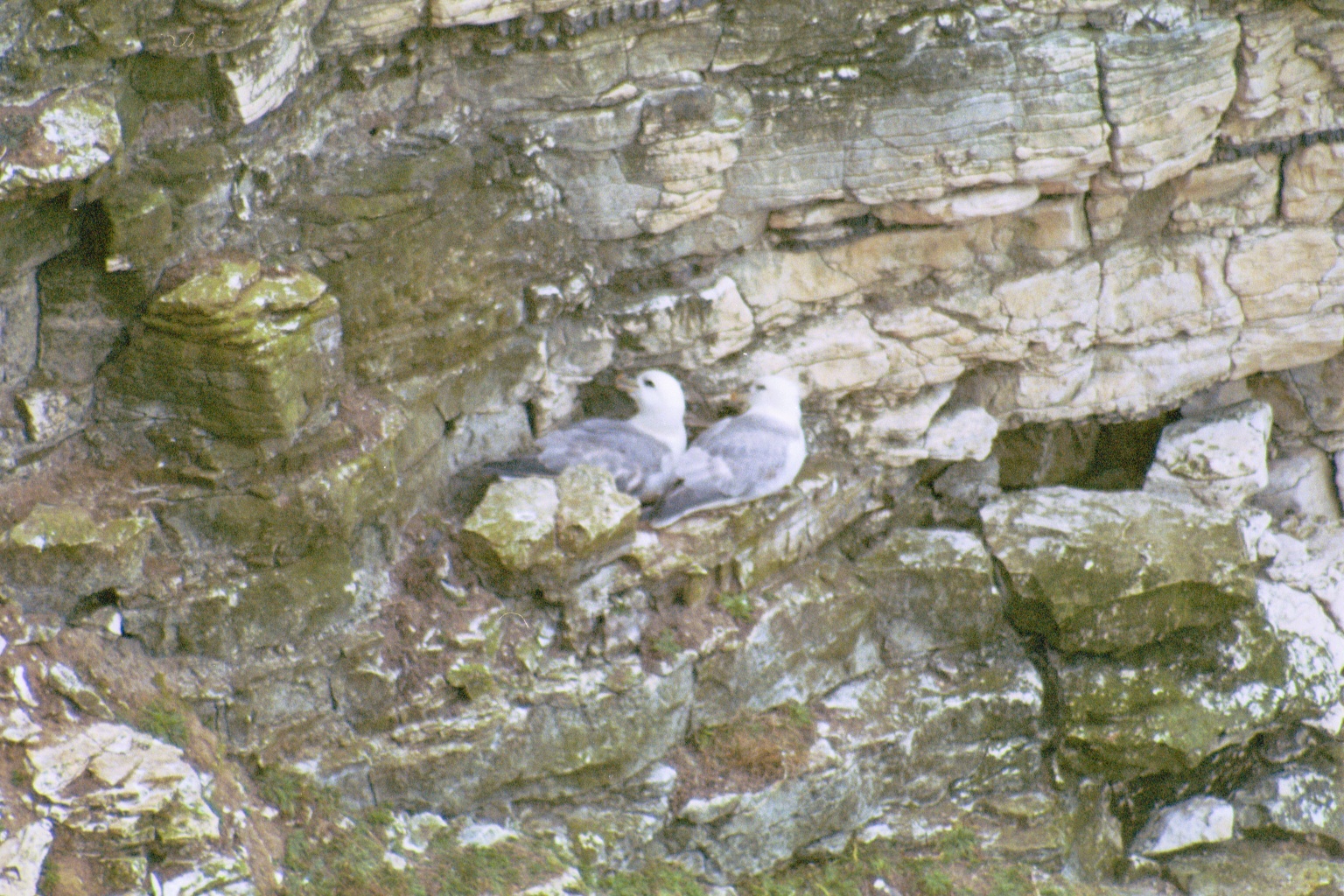 photos/wildlife/Bird_Species/011-Petrels-Shearwaters/0121-Northern_Fulmar/20030426-Bempton-01.jpg