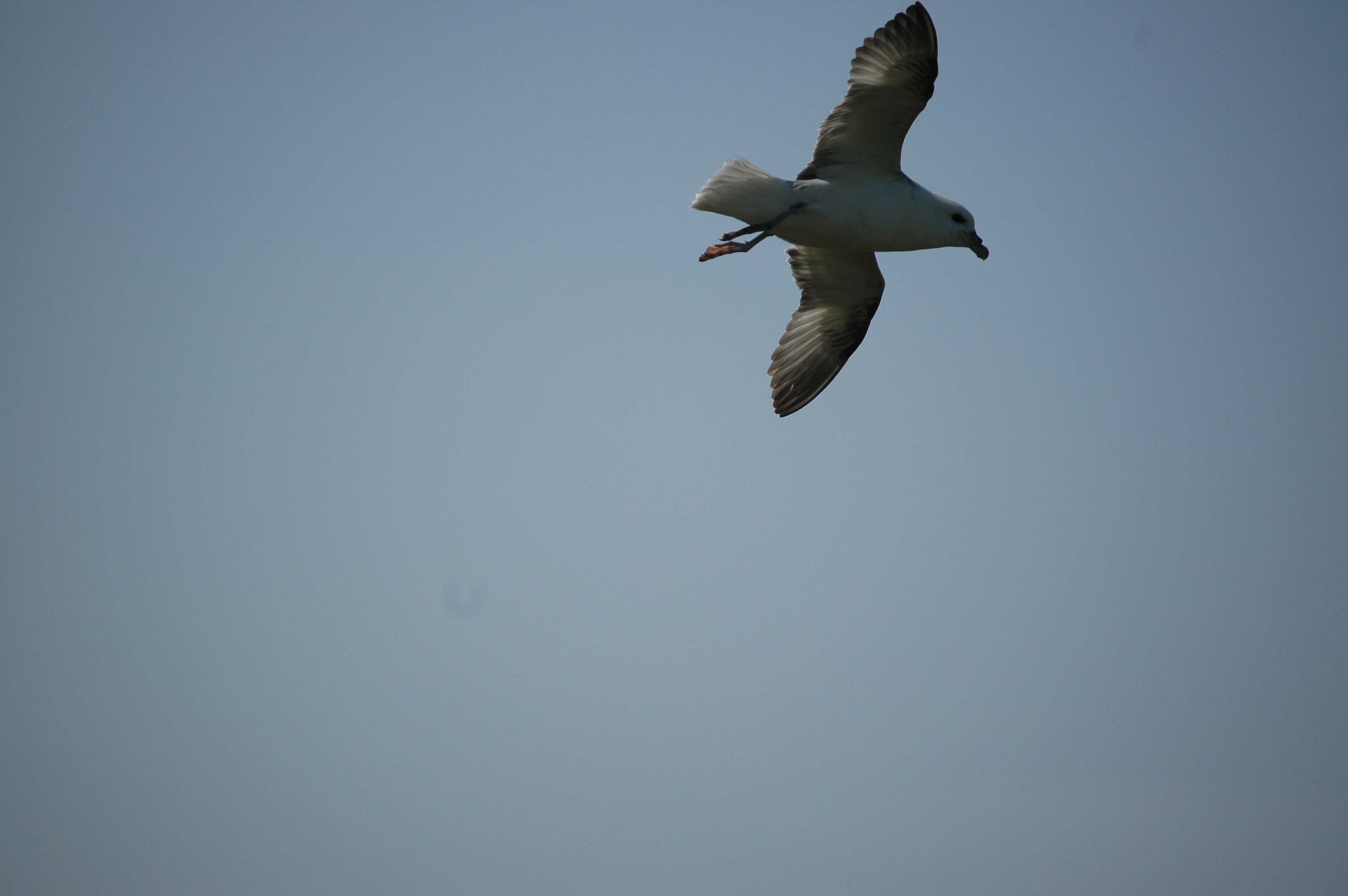 photos/wildlife/Bird_Species/011-Petrels-Shearwaters/0121-Northern_Fulmar/20080515-Lunga-02.jpg