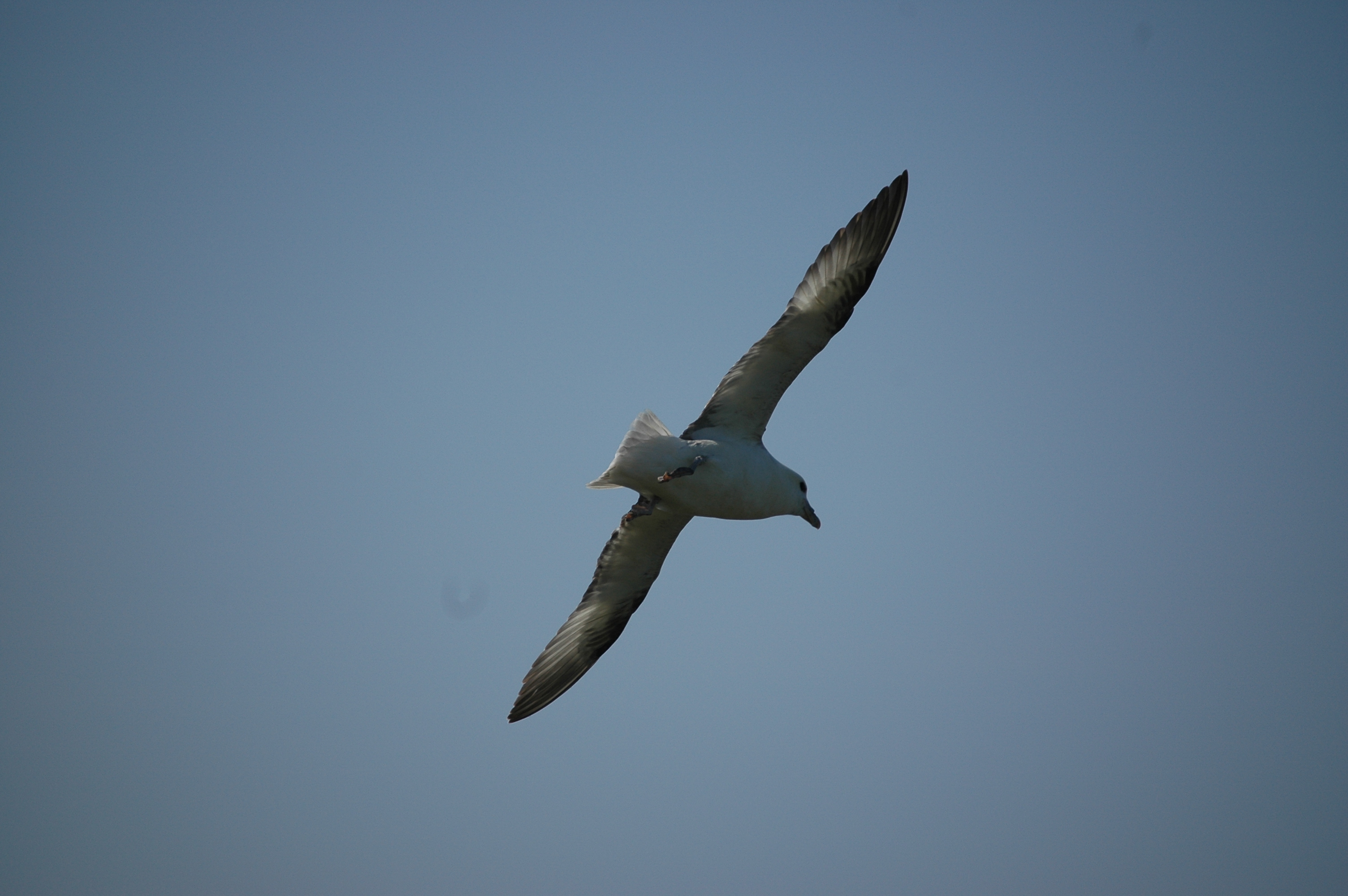 photos/wildlife/Bird_Species/011-Petrels-Shearwaters/0121-Northern_Fulmar/20080515-Lunga-03.jpg