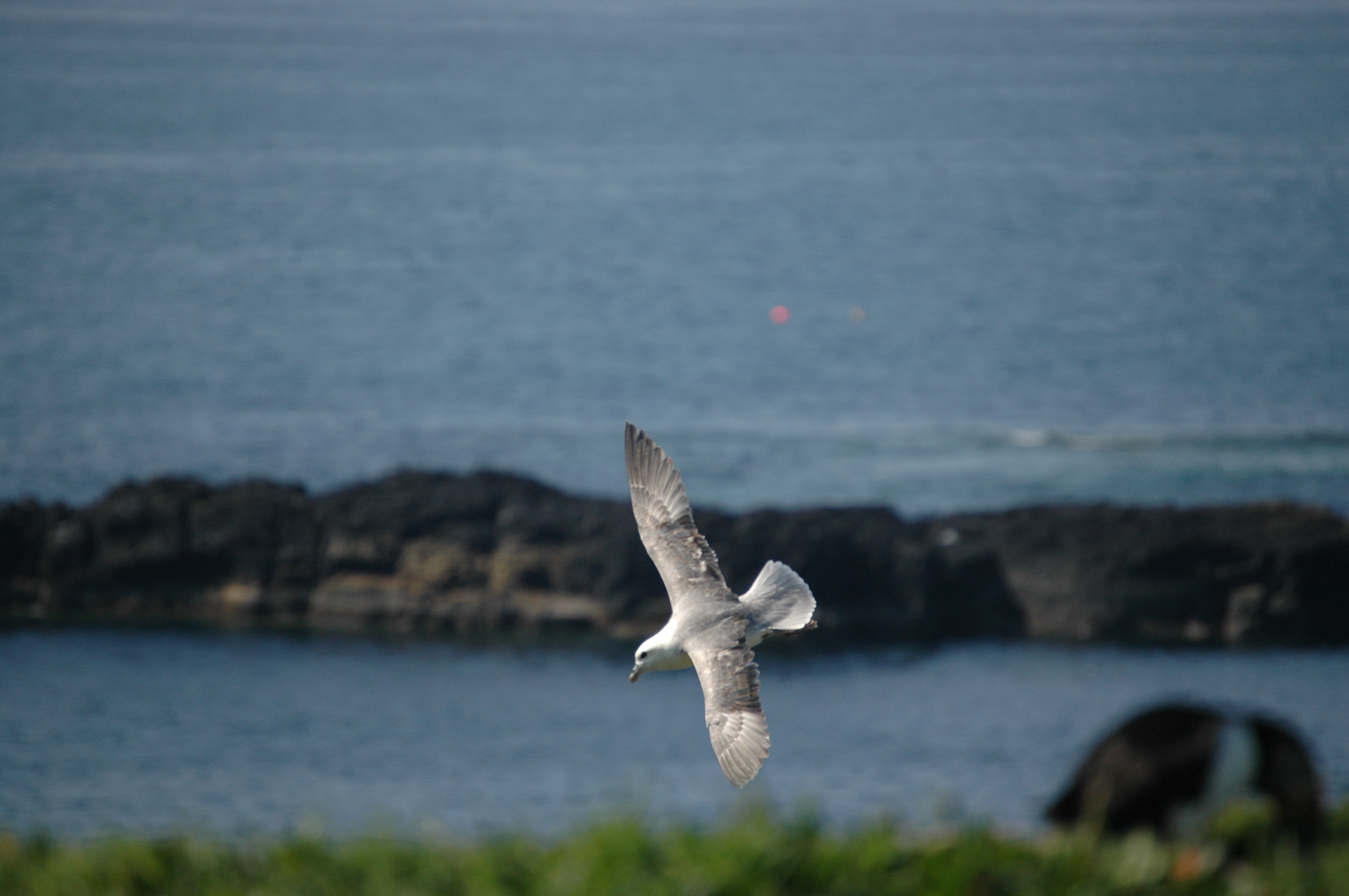photos/wildlife/Bird_Species/011-Petrels-Shearwaters/0121-Northern_Fulmar/20080515-Lunga-05.jpg