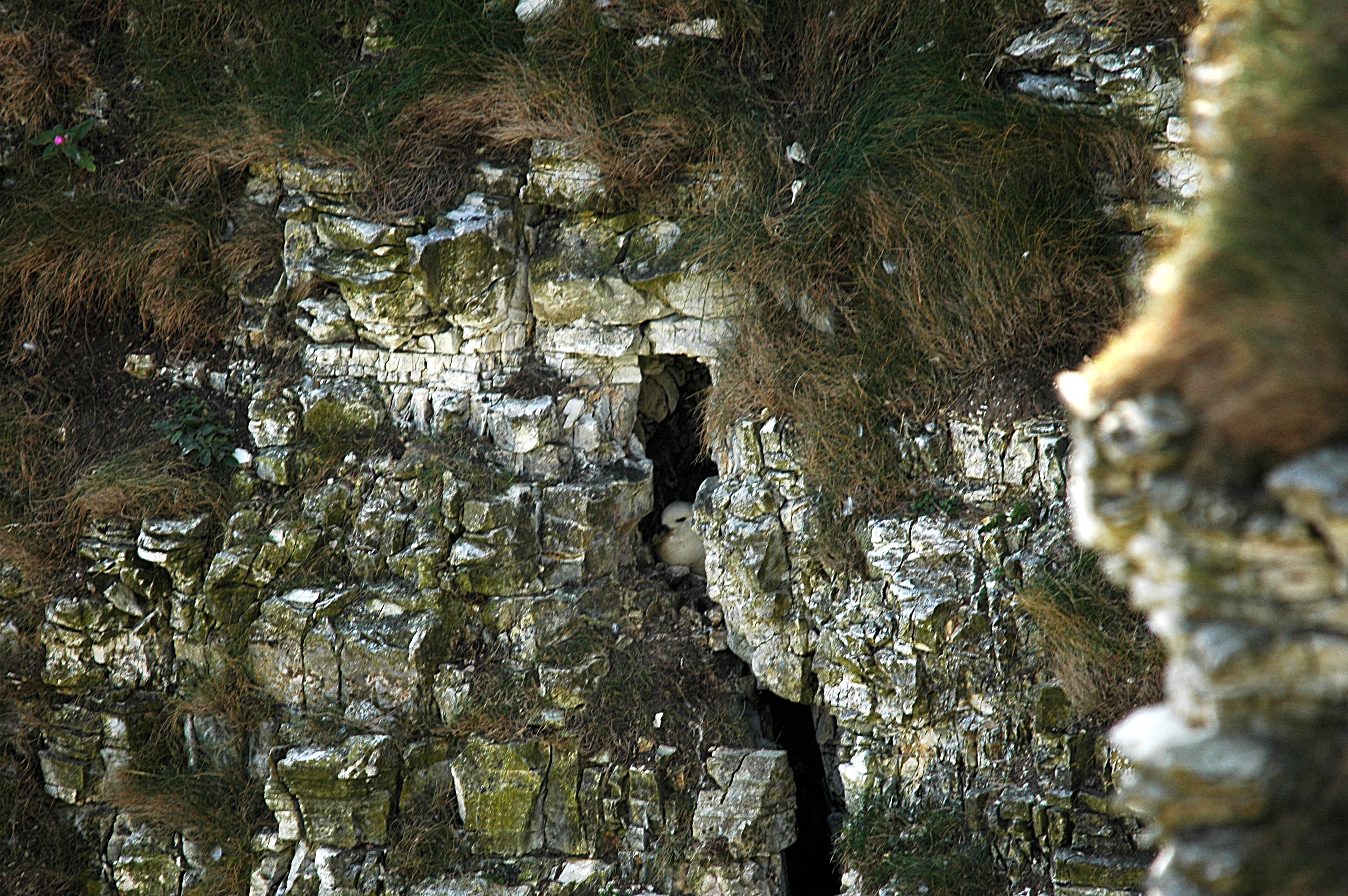 photos/wildlife/Bird_Species/011-Petrels-Shearwaters/0121-Northern_Fulmar/DSC_5660.JPG