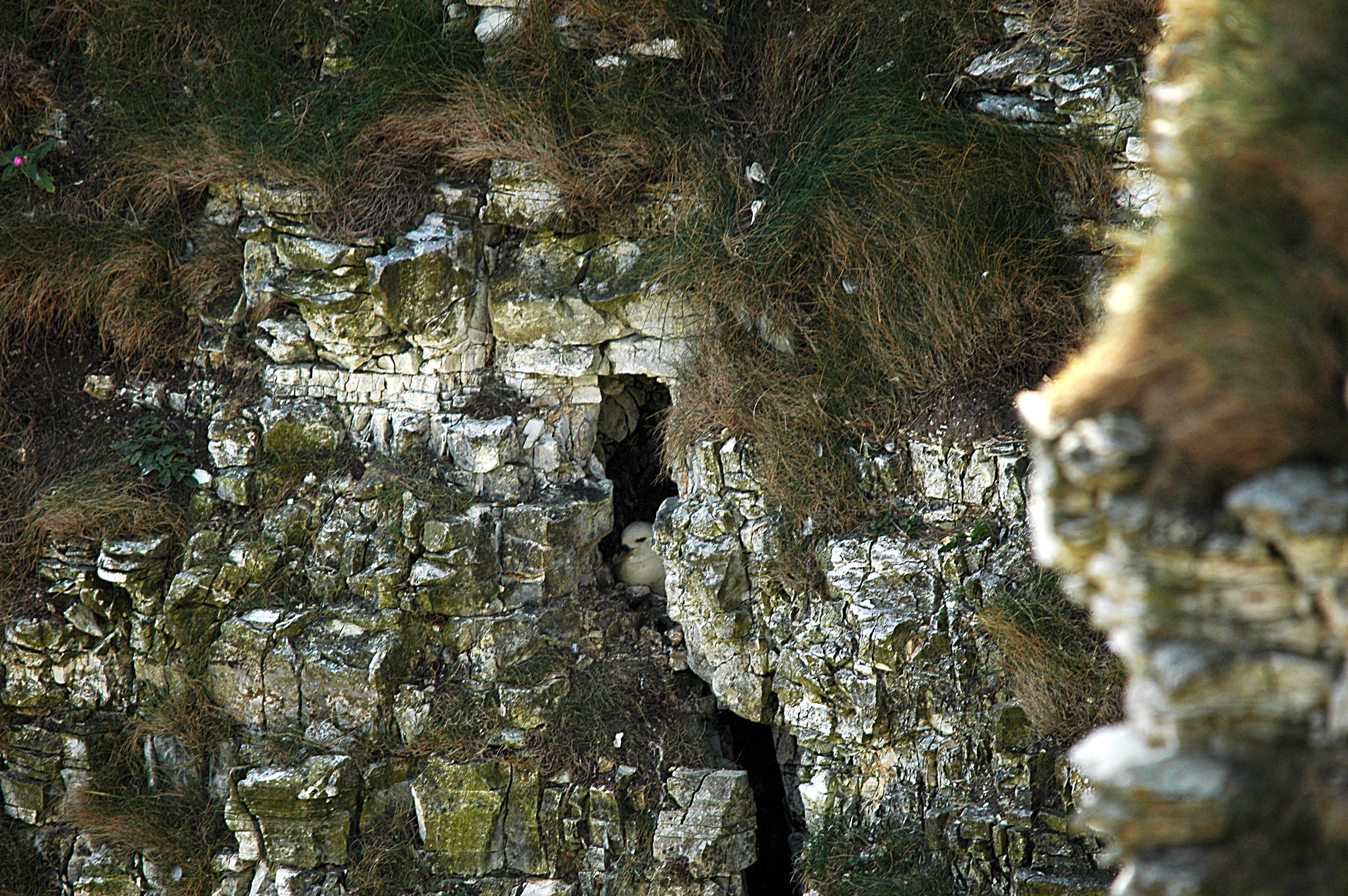 photos/wildlife/Bird_Species/011-Petrels-Shearwaters/0121-Northern_Fulmar/DSC_5661.JPG