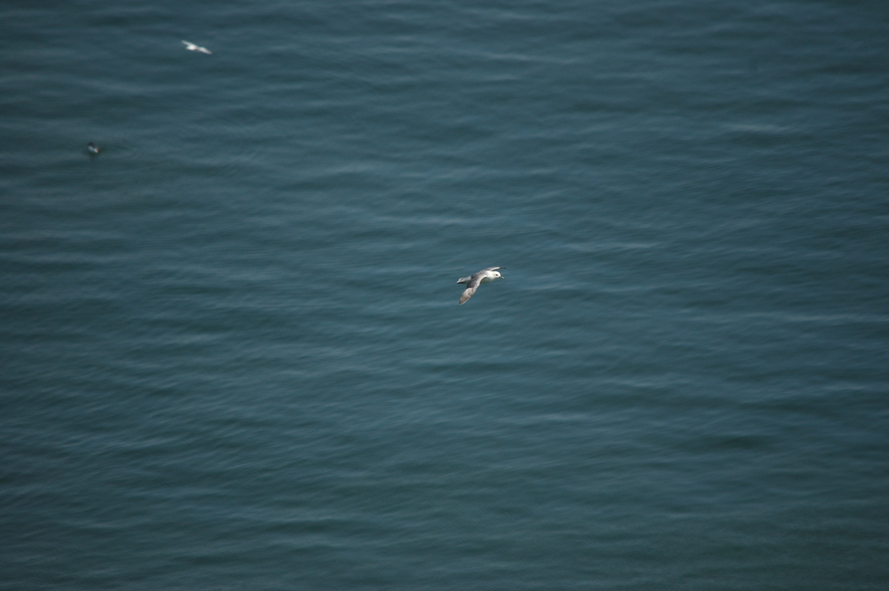 photos/wildlife/Bird_Species/011-Petrels-Shearwaters/0121-Northern_Fulmar/DSC_5704.JPG