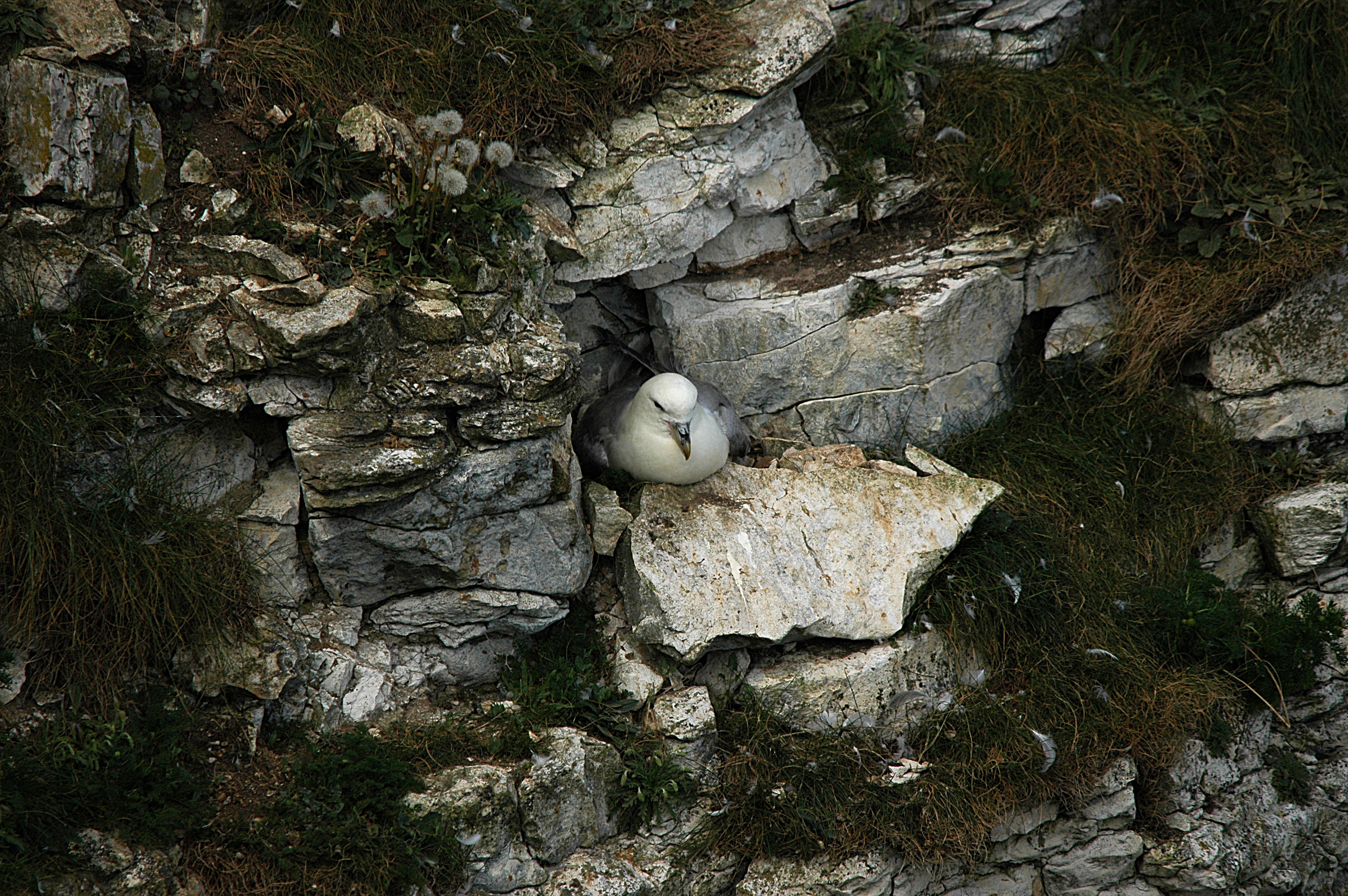 photos/wildlife/Bird_Species/011-Petrels-Shearwaters/0121-Northern_Fulmar/DSC_5774.JPG