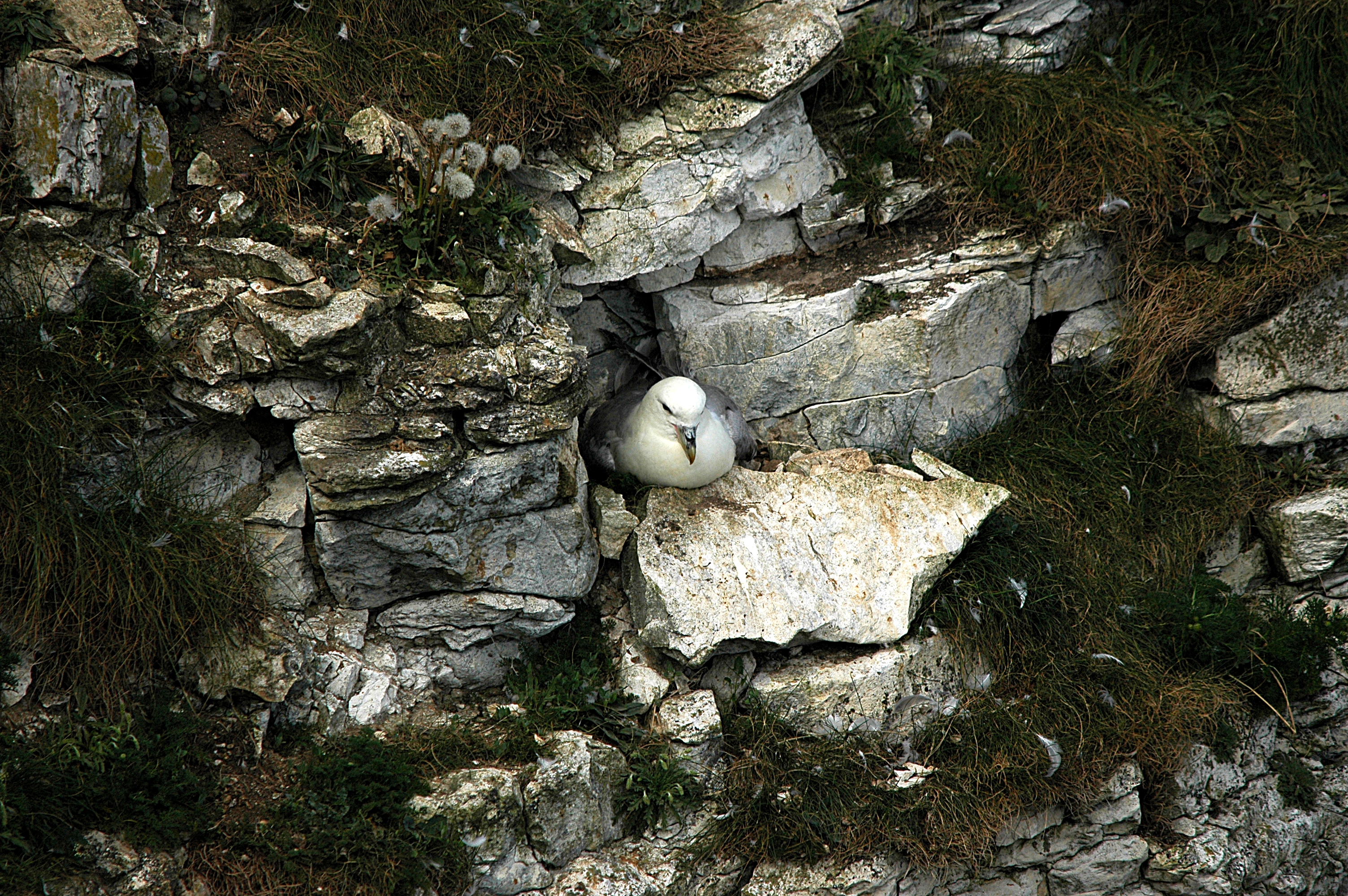 photos/wildlife/Bird_Species/011-Petrels-Shearwaters/0121-Northern_Fulmar/DSC_5775.JPG