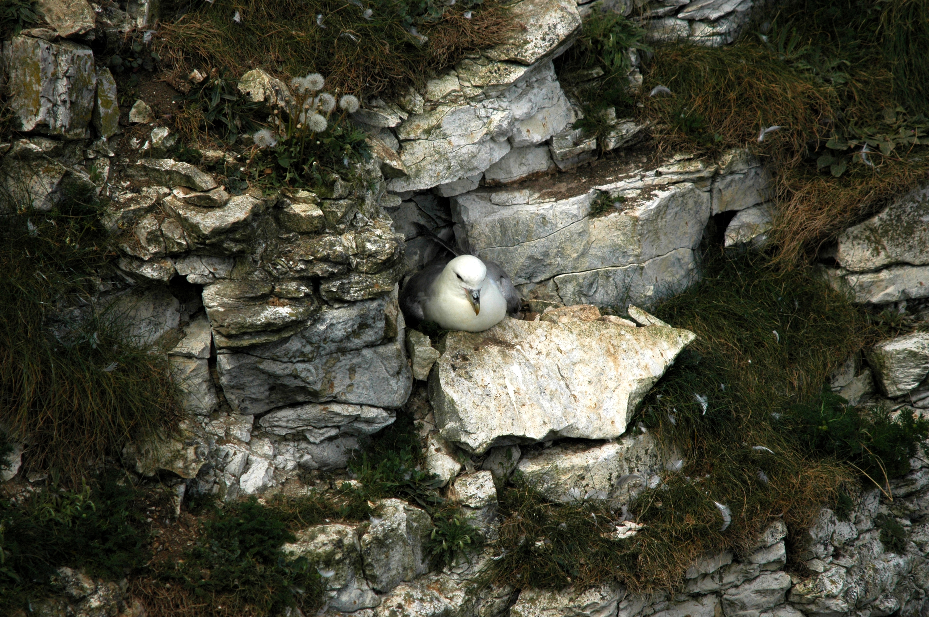 photos/wildlife/Bird_Species/011-Petrels-Shearwaters/0121-Northern_Fulmar/DSC_5776.JPG