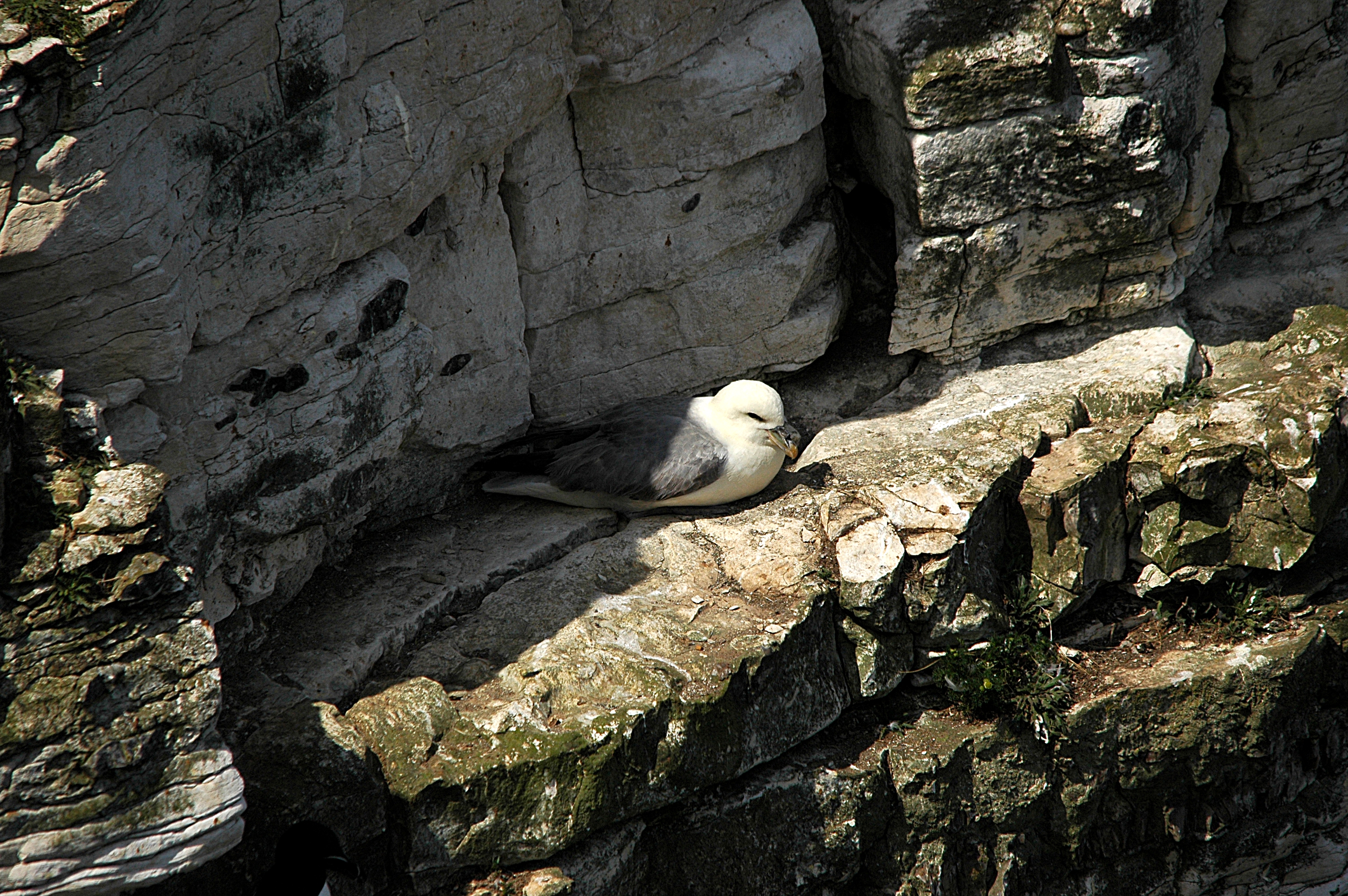 photos/wildlife/Bird_Species/011-Petrels-Shearwaters/0121-Northern_Fulmar/DSC_5783.JPG