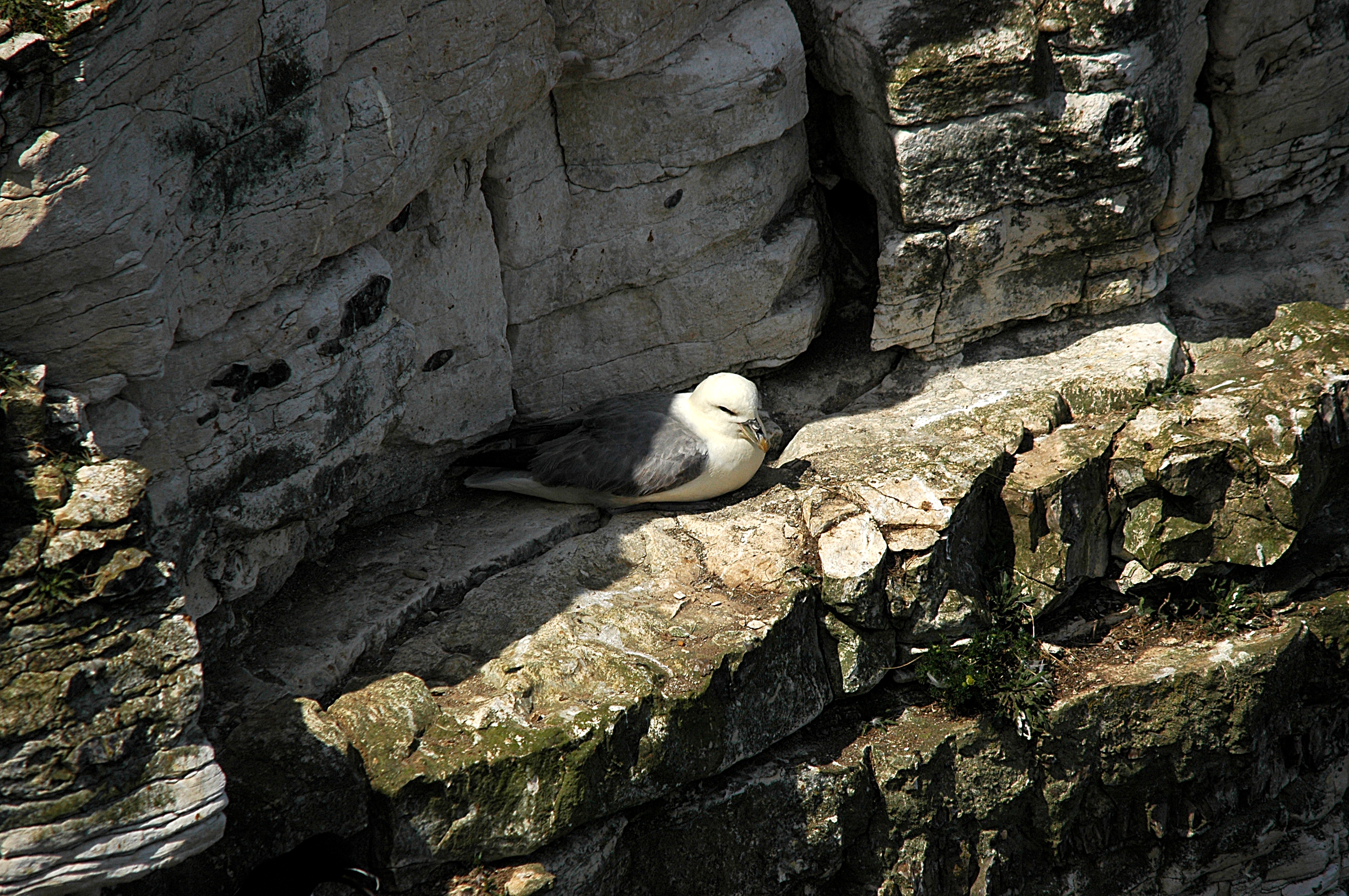 photos/wildlife/Bird_Species/011-Petrels-Shearwaters/0121-Northern_Fulmar/DSC_5784.JPG