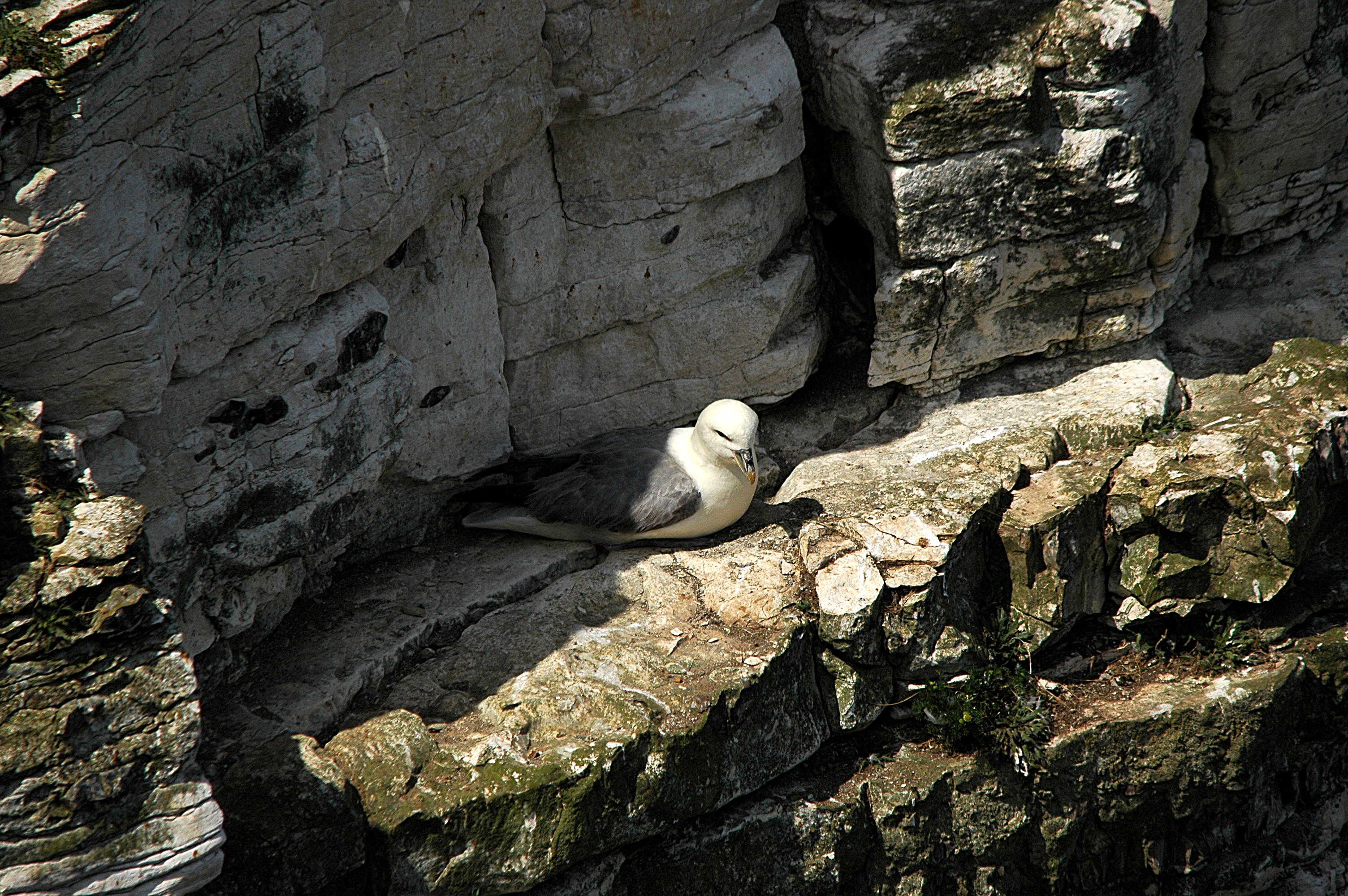 photos/wildlife/Bird_Species/011-Petrels-Shearwaters/0121-Northern_Fulmar/DSC_5785.JPG