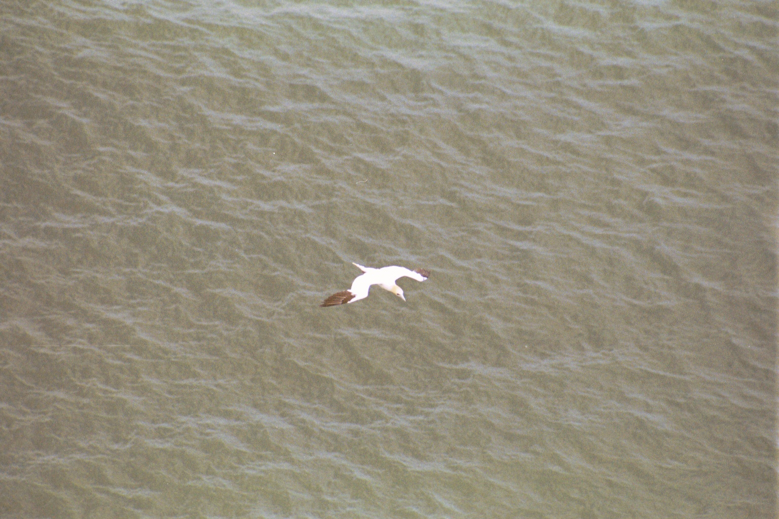 photos/wildlife/Bird_Species/015-Gannets-Boobies/0228-Northern_Gannet/20020504-Bempton-01.jpg