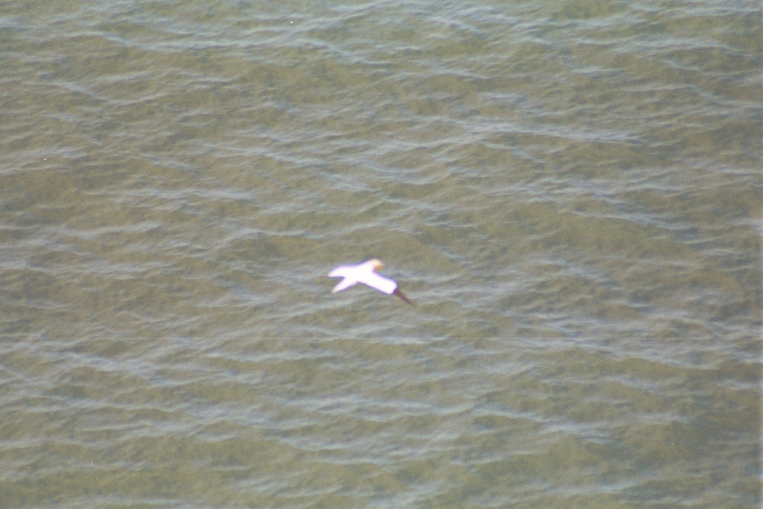 photos/wildlife/Bird_Species/015-Gannets-Boobies/0228-Northern_Gannet/20020504-Bempton-02.jpg