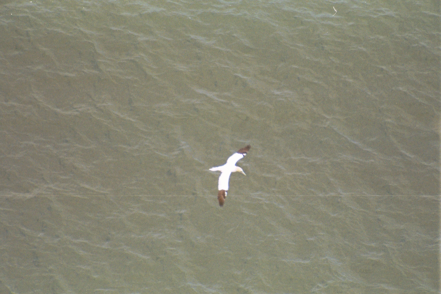 photos/wildlife/Bird_Species/015-Gannets-Boobies/0228-Northern_Gannet/20020504-Bempton-03.jpg