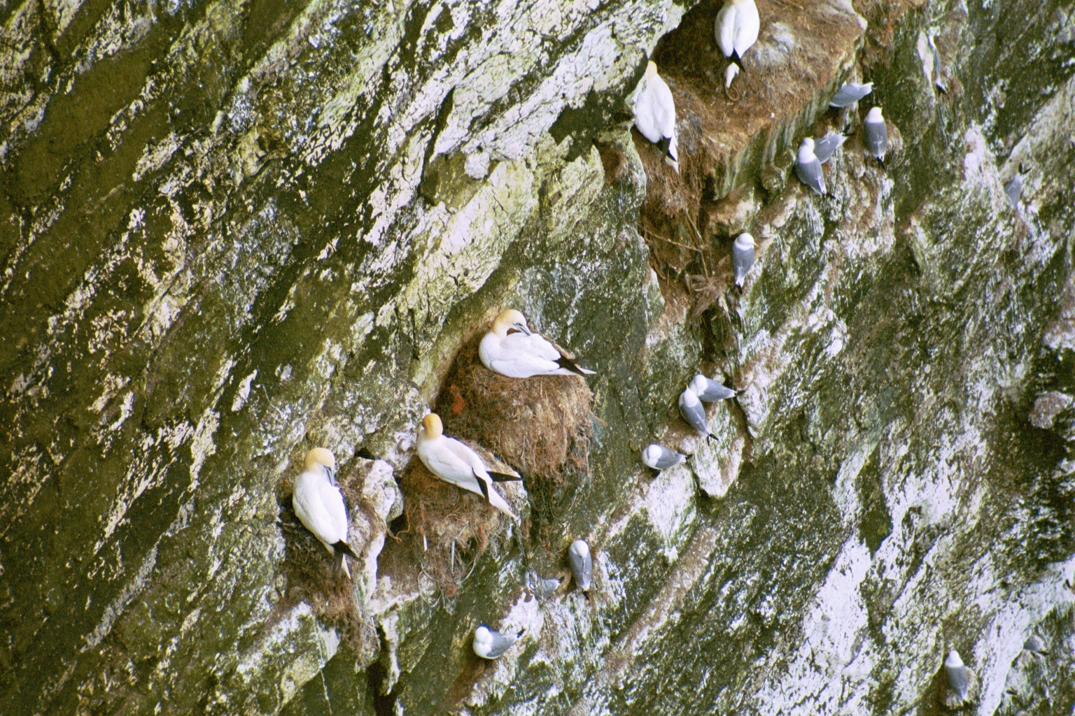 photos/wildlife/Bird_Species/015-Gannets-Boobies/0228-Northern_Gannet/20020504-Bempton-04.jpg