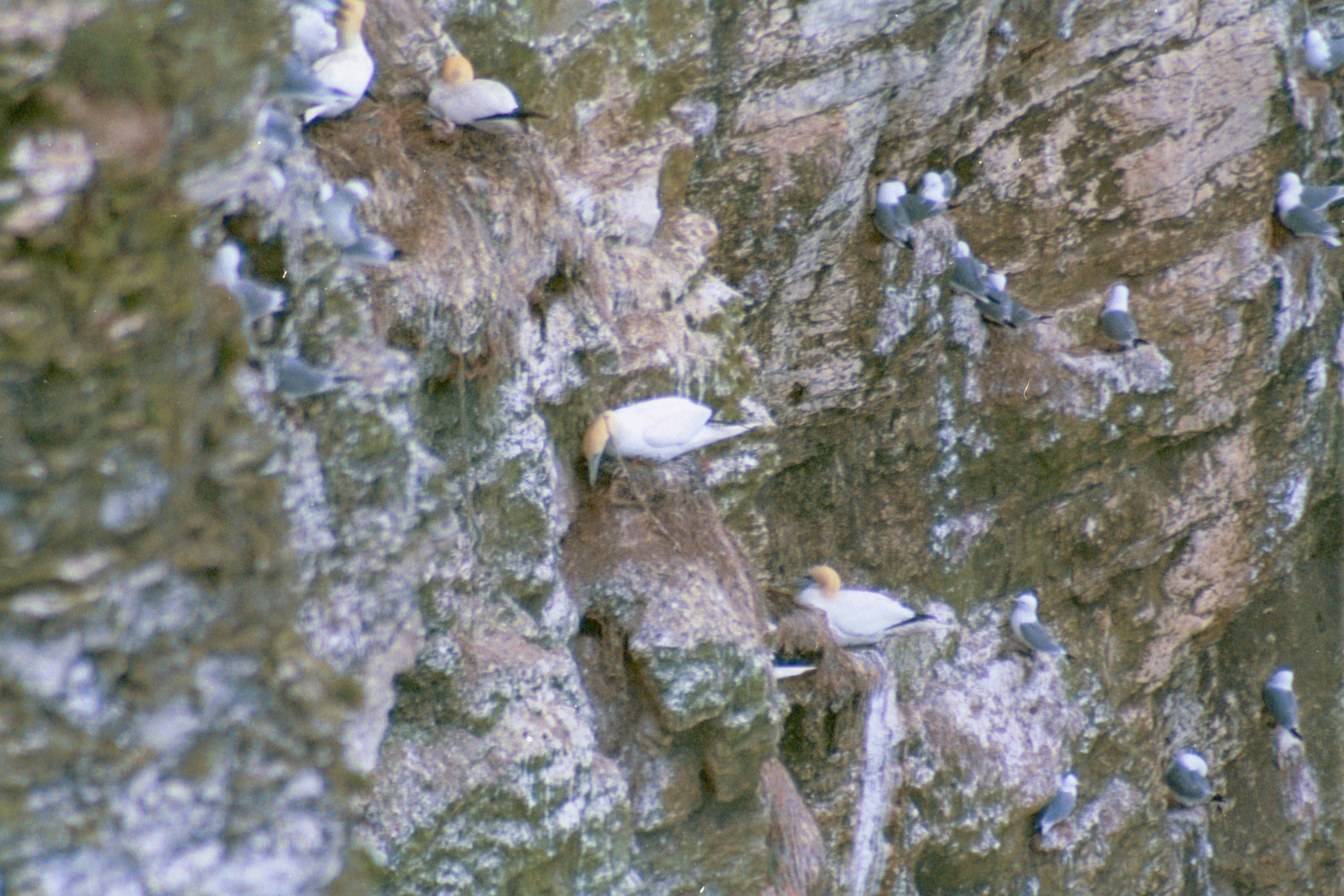 photos/wildlife/Bird_Species/015-Gannets-Boobies/0228-Northern_Gannet/20020504-Bempton-05.jpg