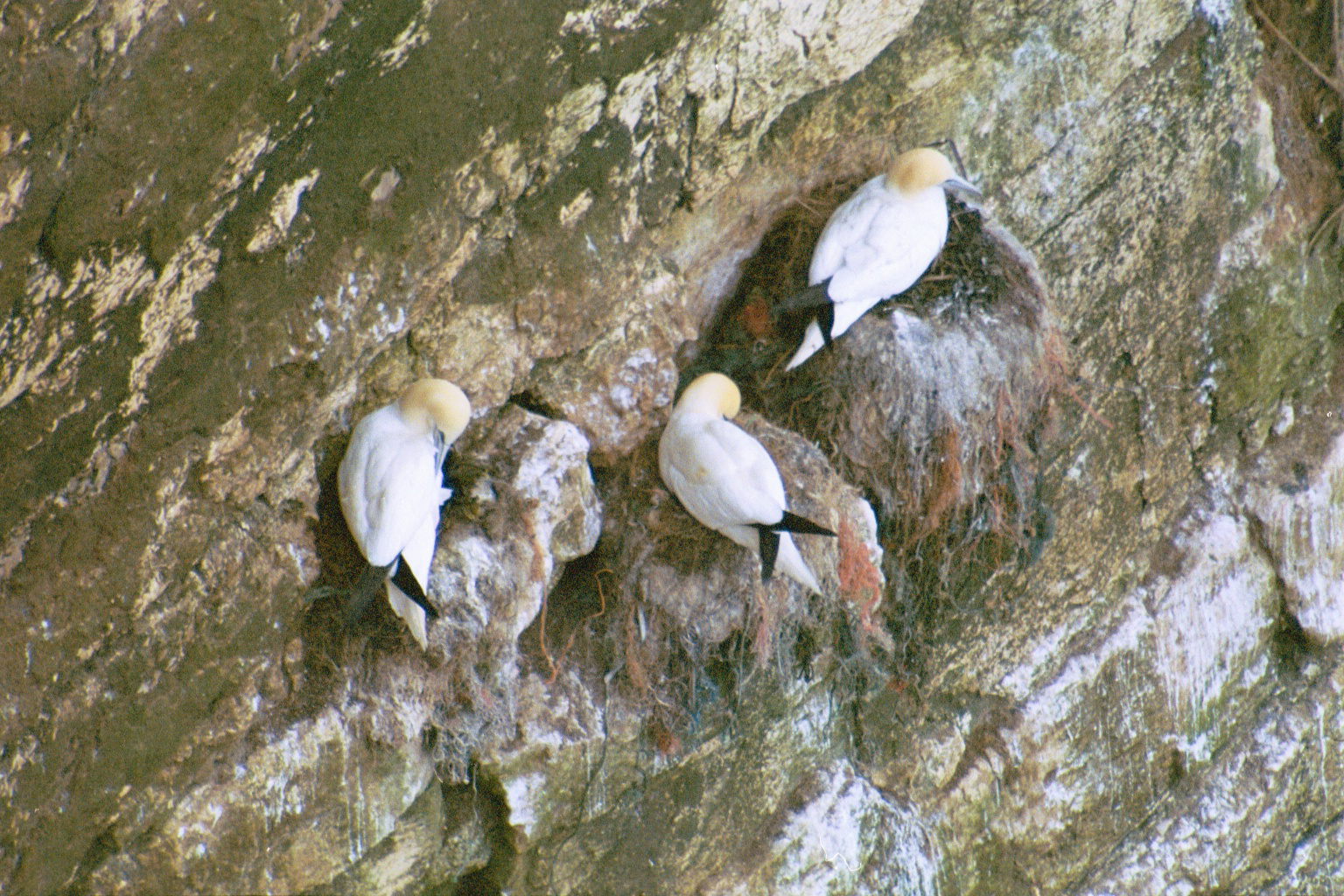 photos/wildlife/Bird_Species/015-Gannets-Boobies/0228-Northern_Gannet/20030426-Bempton-01.jpg