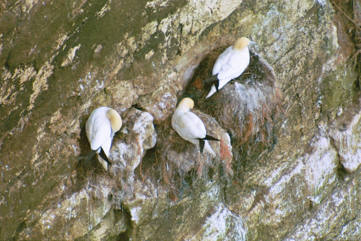 photos/wildlife/Bird_Species/015-Gannets-Boobies/0228-Northern_Gannet/20030426-Bempton-02.jpg