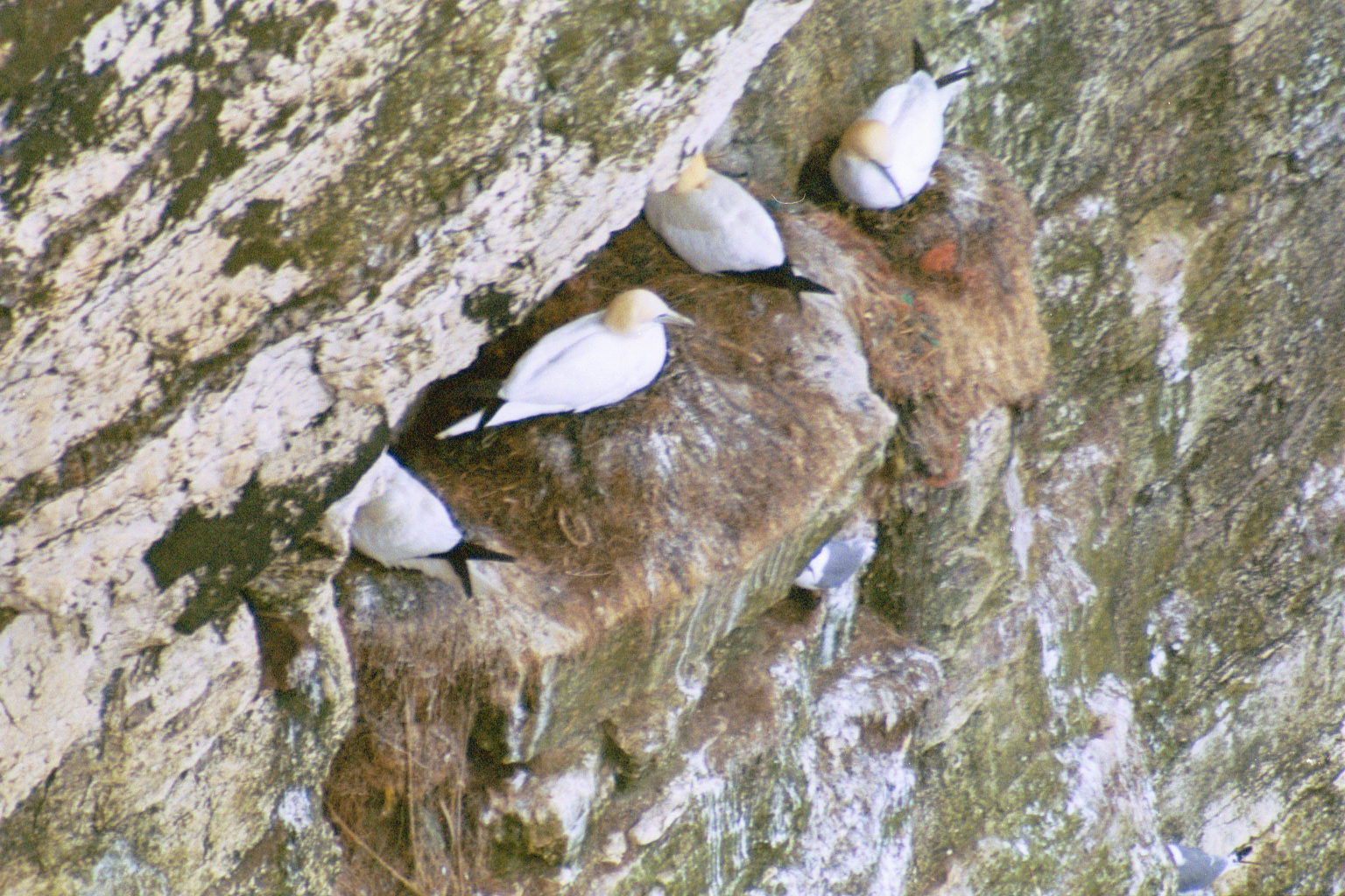 photos/wildlife/Bird_Species/015-Gannets-Boobies/0228-Northern_Gannet/20030426-Bempton-03.jpg