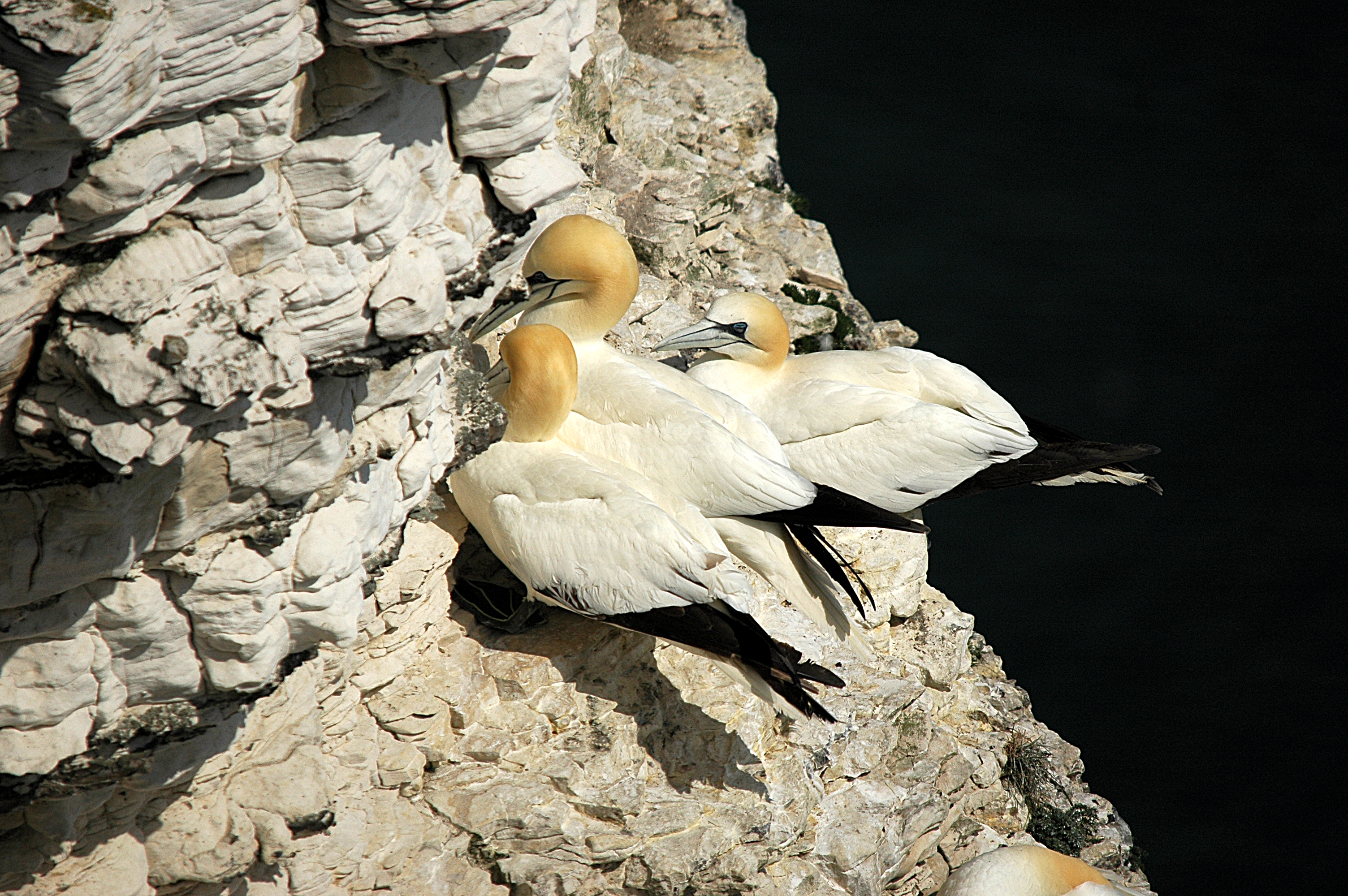 photos/wildlife/Bird_Species/015-Gannets-Boobies/0228-Northern_Gannet/DSC_5670.JPG