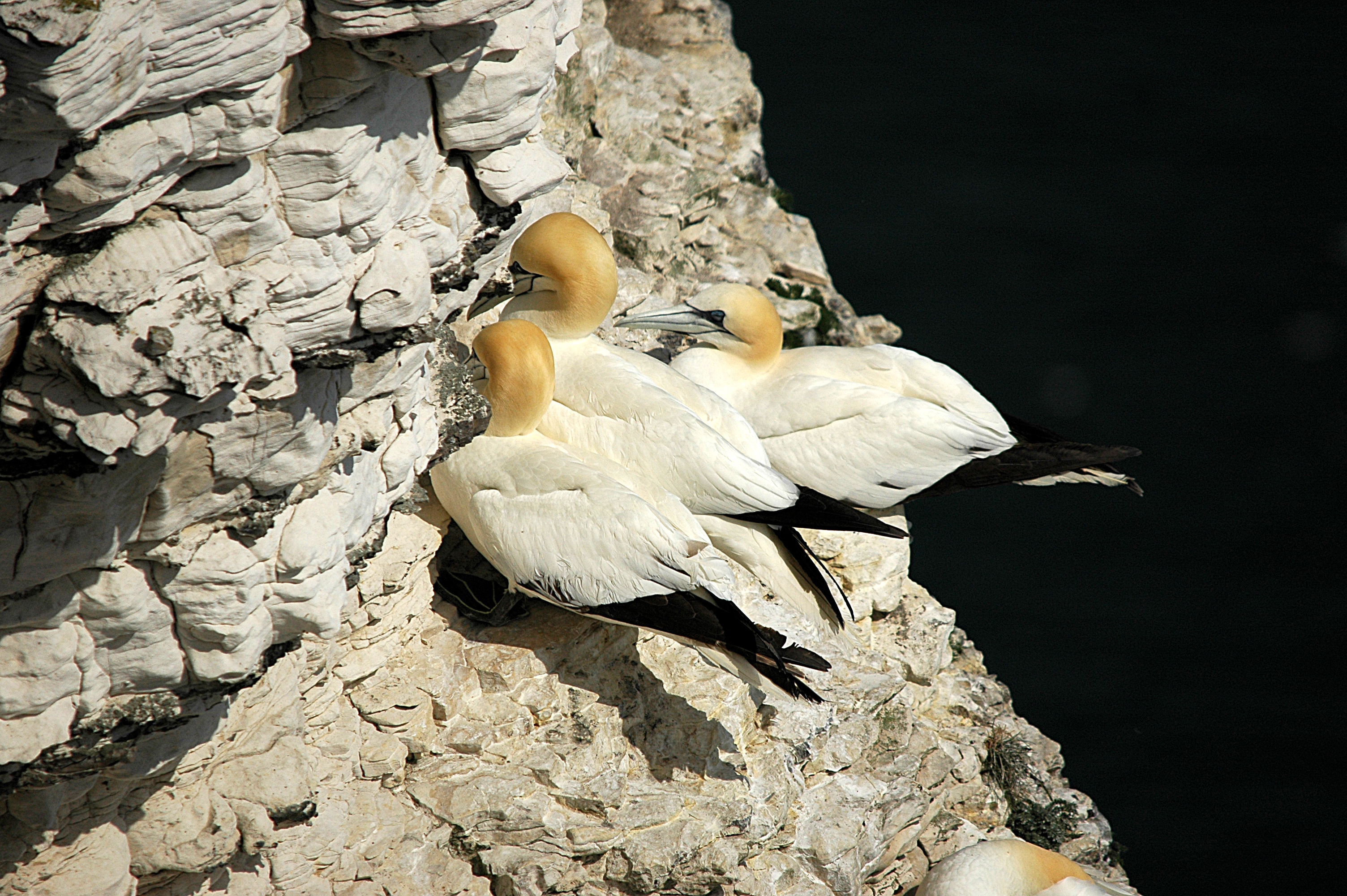 photos/wildlife/Bird_Species/015-Gannets-Boobies/0228-Northern_Gannet/DSC_5671.JPG
