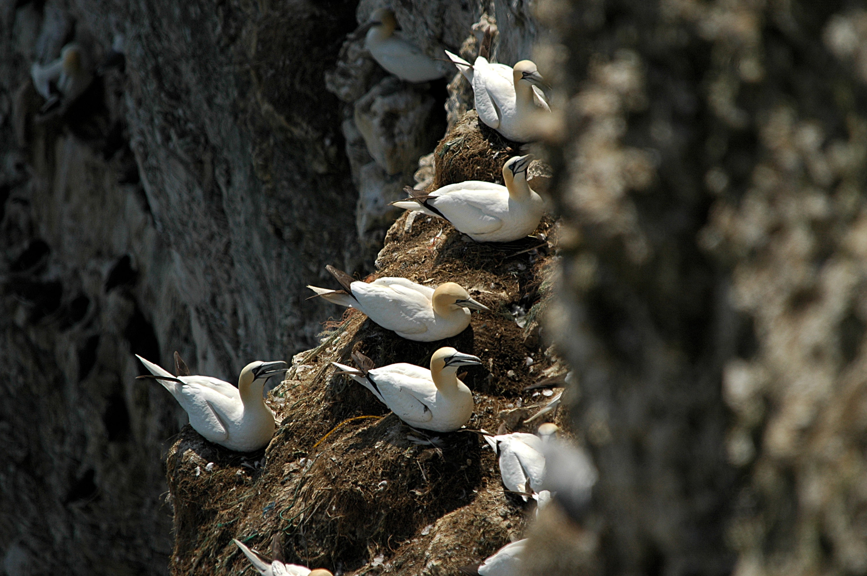 photos/wildlife/Bird_Species/015-Gannets-Boobies/0228-Northern_Gannet/DSC_5684.JPG