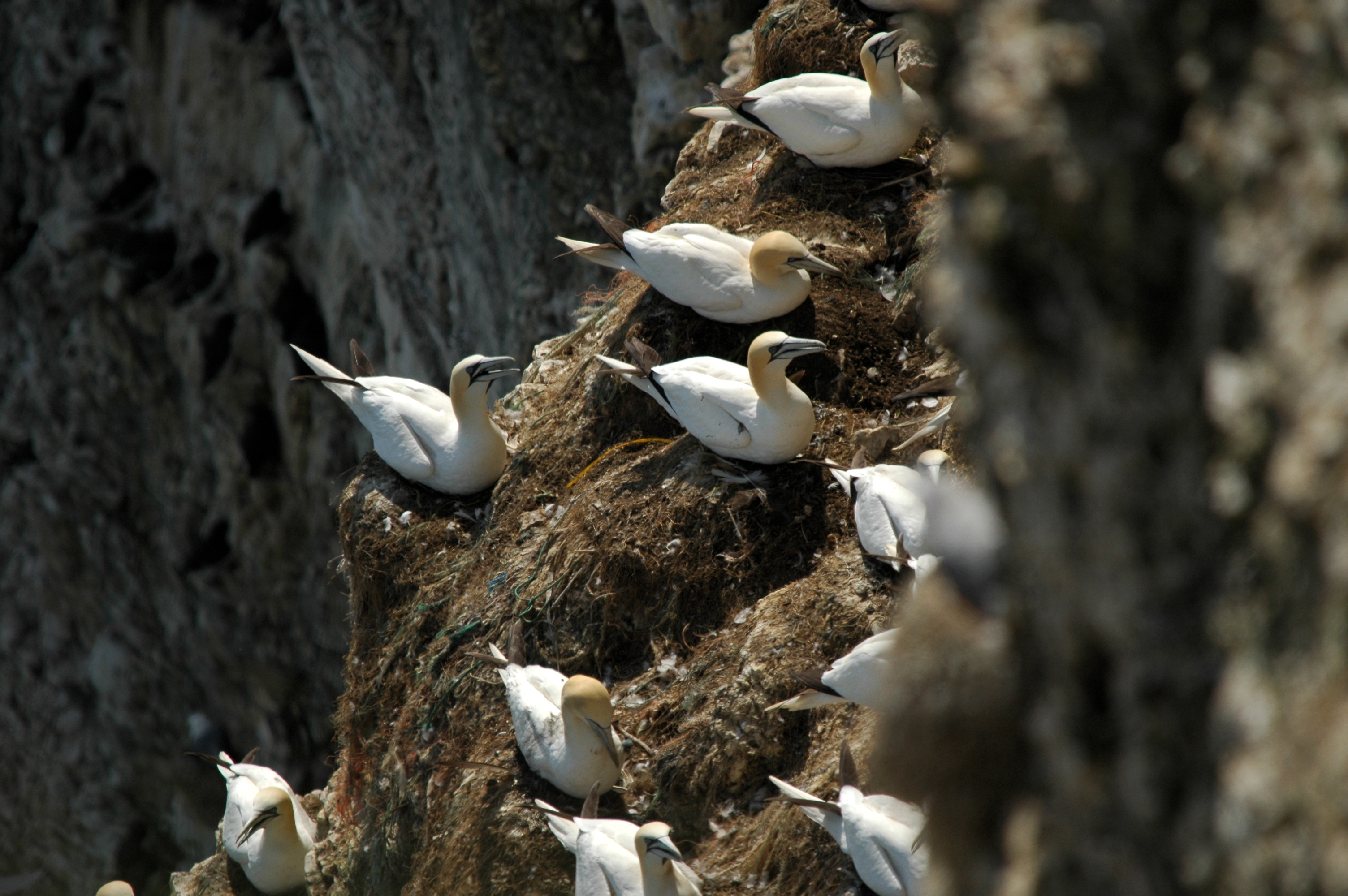 photos/wildlife/Bird_Species/015-Gannets-Boobies/0228-Northern_Gannet/DSC_5685.JPG