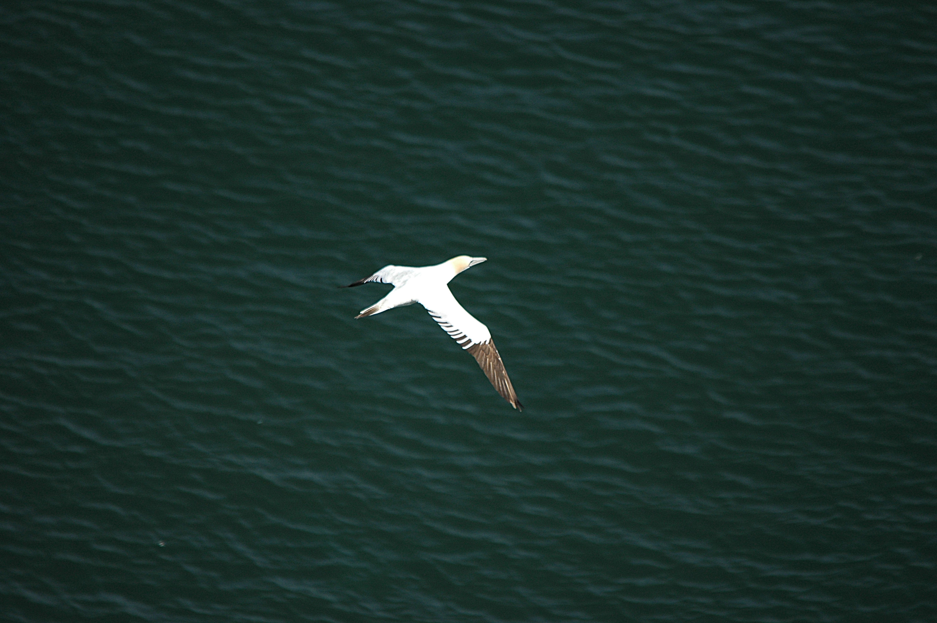 photos/wildlife/Bird_Species/015-Gannets-Boobies/0228-Northern_Gannet/DSC_5694.JPG