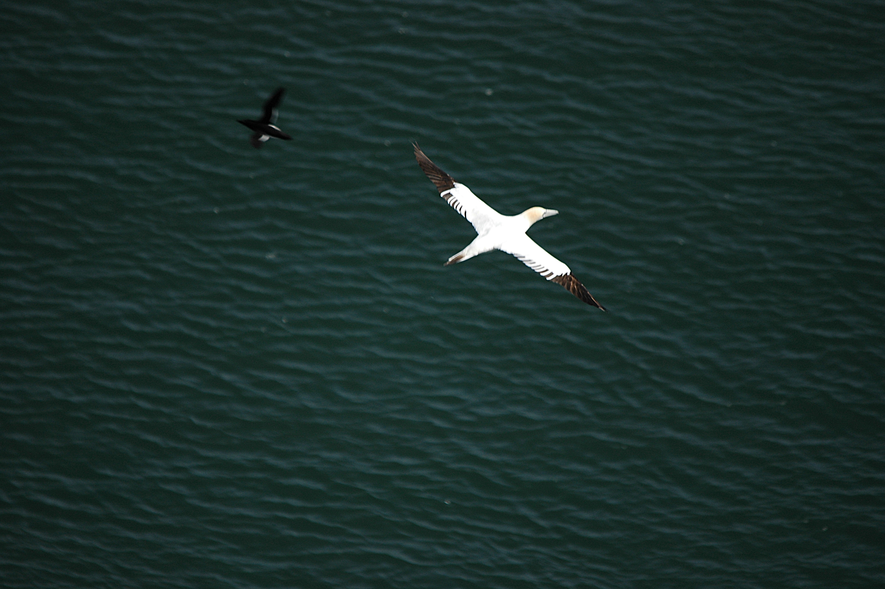 photos/wildlife/Bird_Species/015-Gannets-Boobies/0228-Northern_Gannet/DSC_5695.JPG