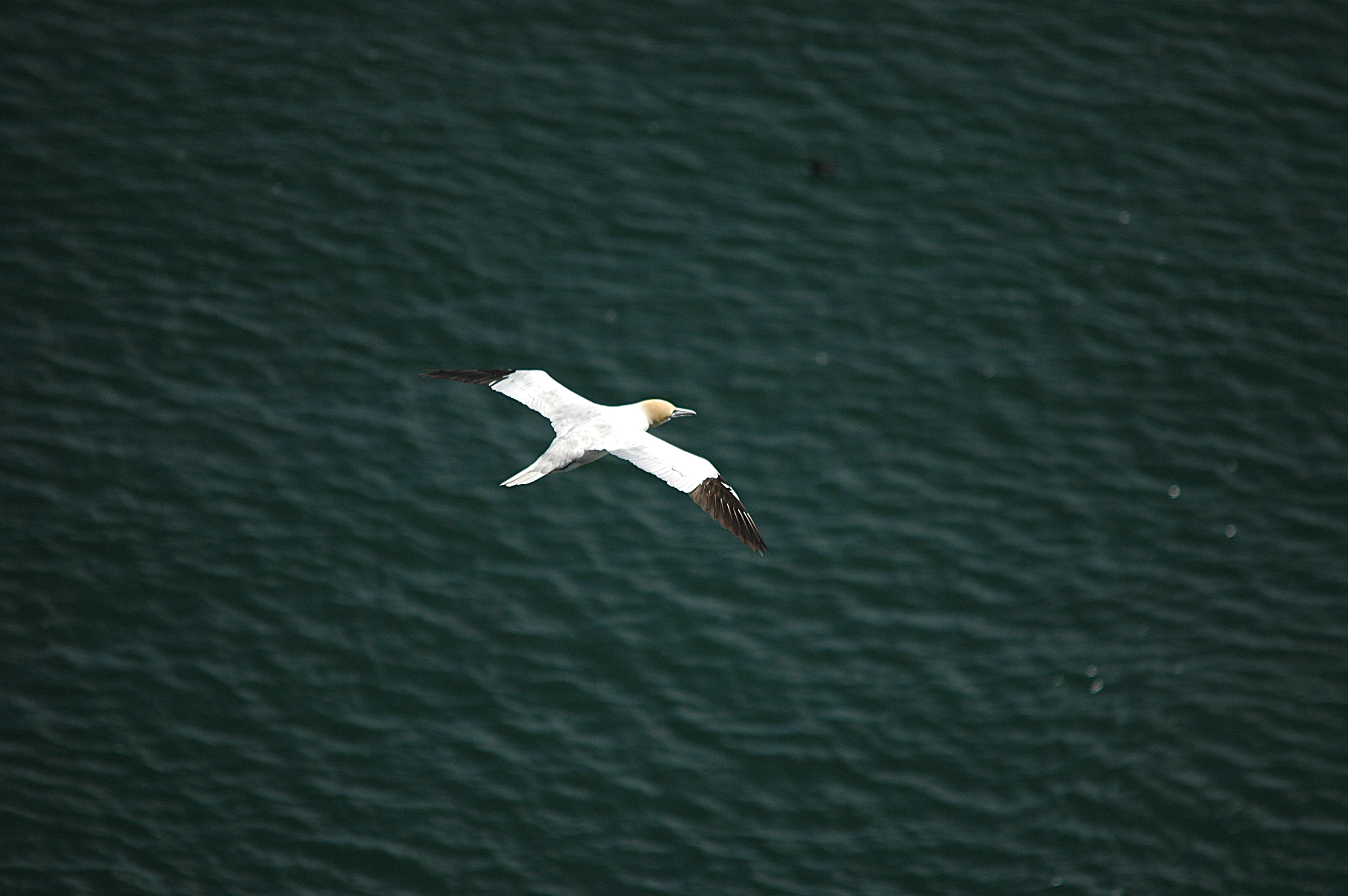 photos/wildlife/Bird_Species/015-Gannets-Boobies/0228-Northern_Gannet/DSC_5718.JPG