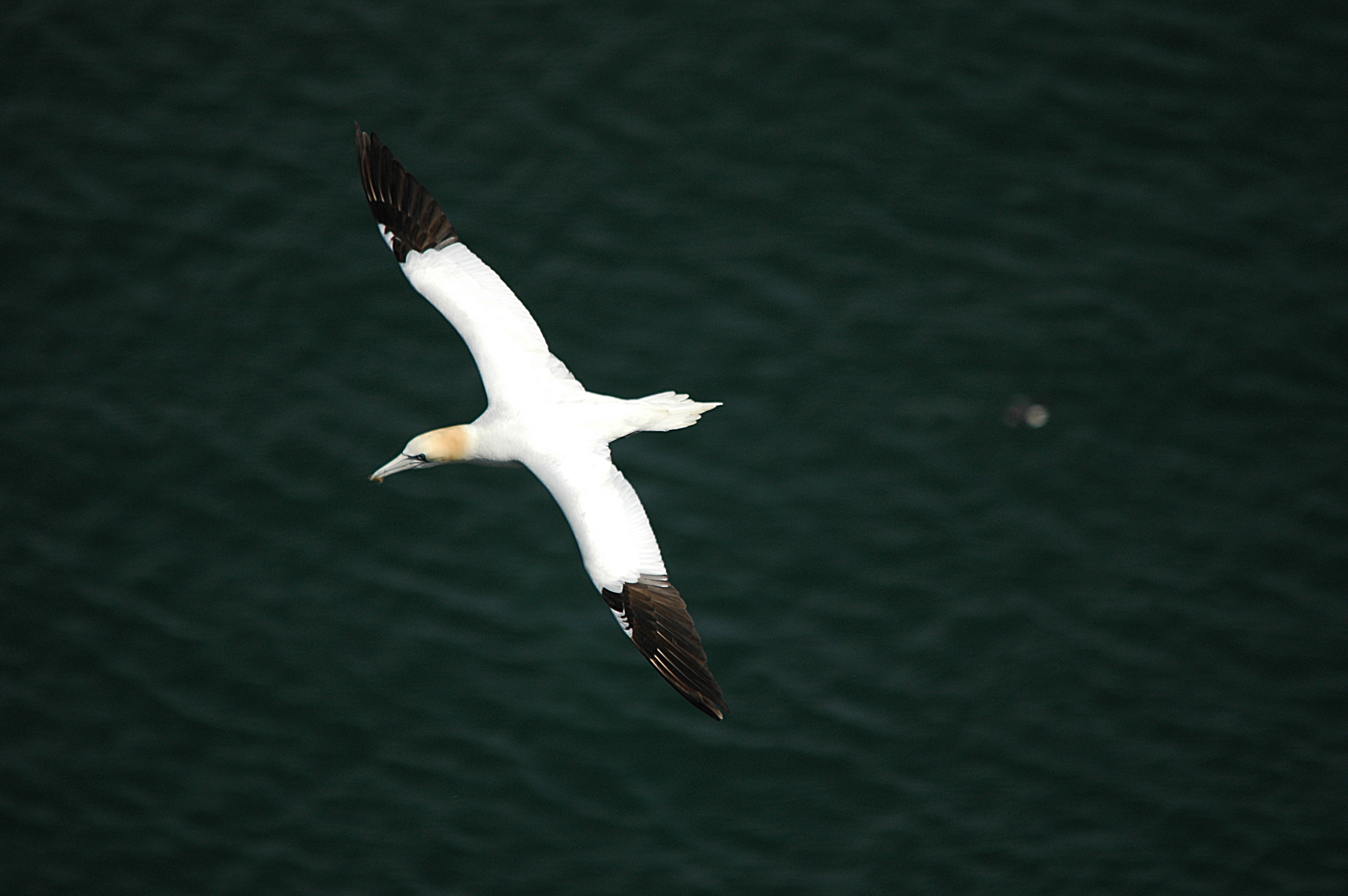 photos/wildlife/Bird_Species/015-Gannets-Boobies/0228-Northern_Gannet/DSC_5721.JPG