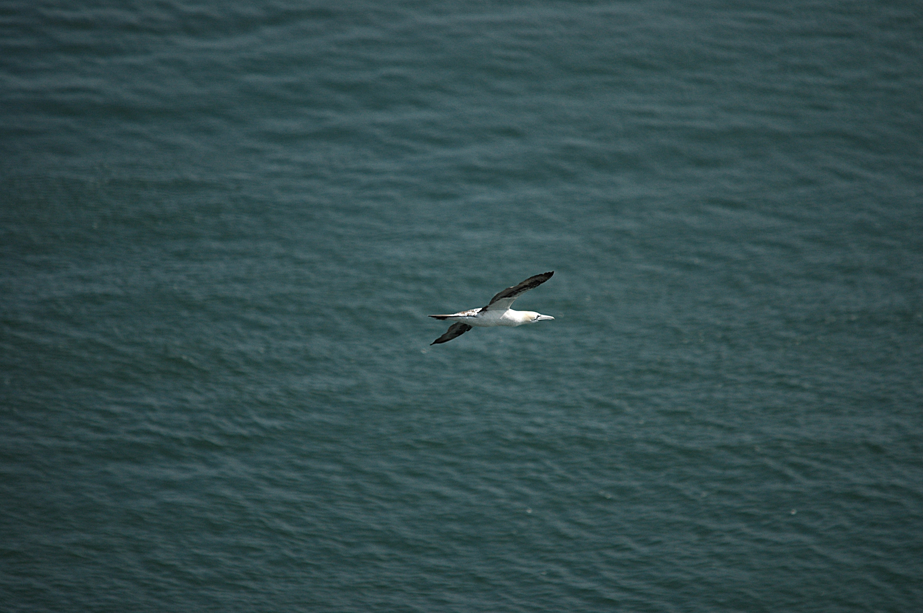 photos/wildlife/Bird_Species/015-Gannets-Boobies/0228-Northern_Gannet/DSC_5735.JPG