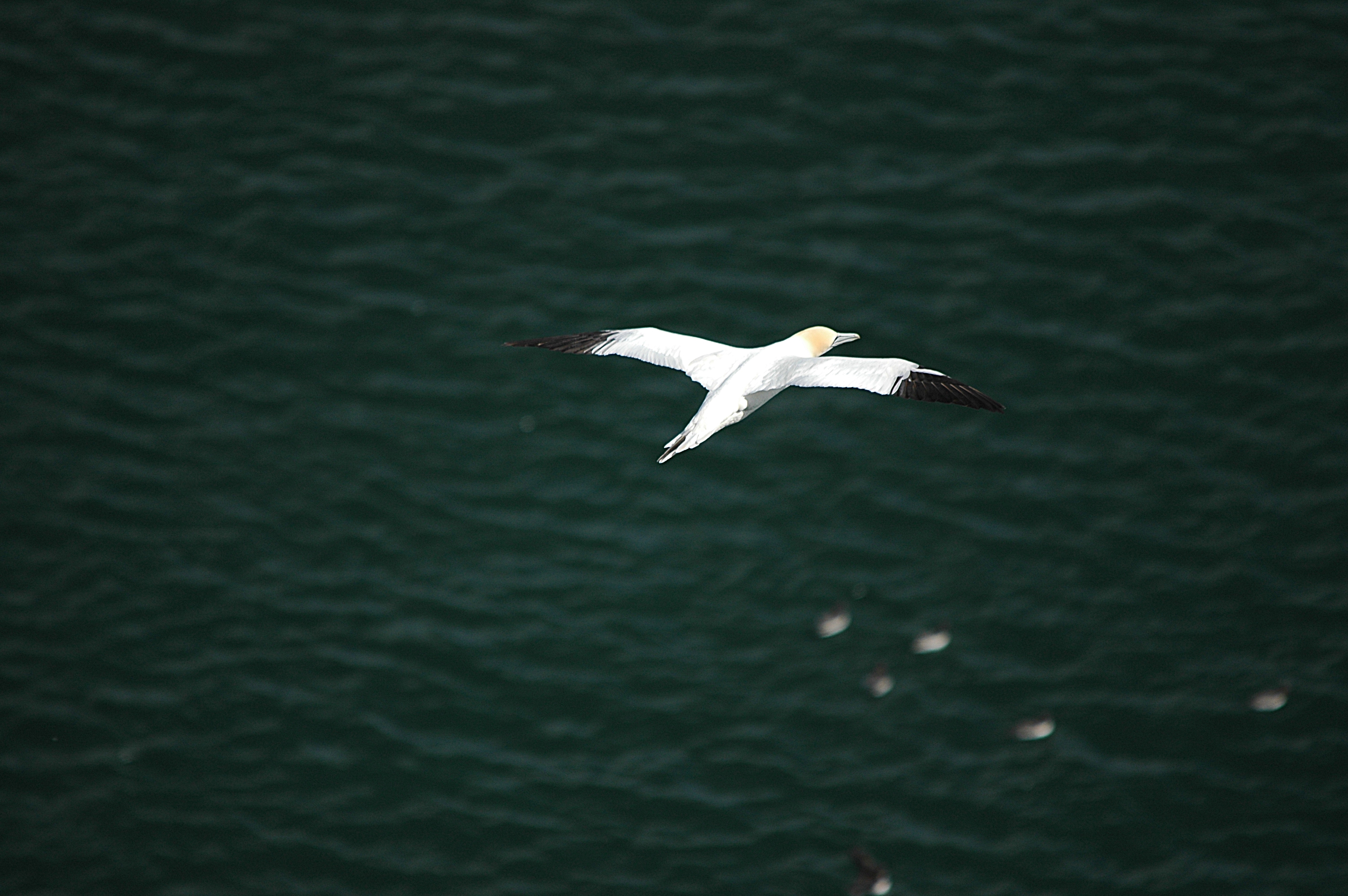 photos/wildlife/Bird_Species/015-Gannets-Boobies/0228-Northern_Gannet/DSC_5737.JPG