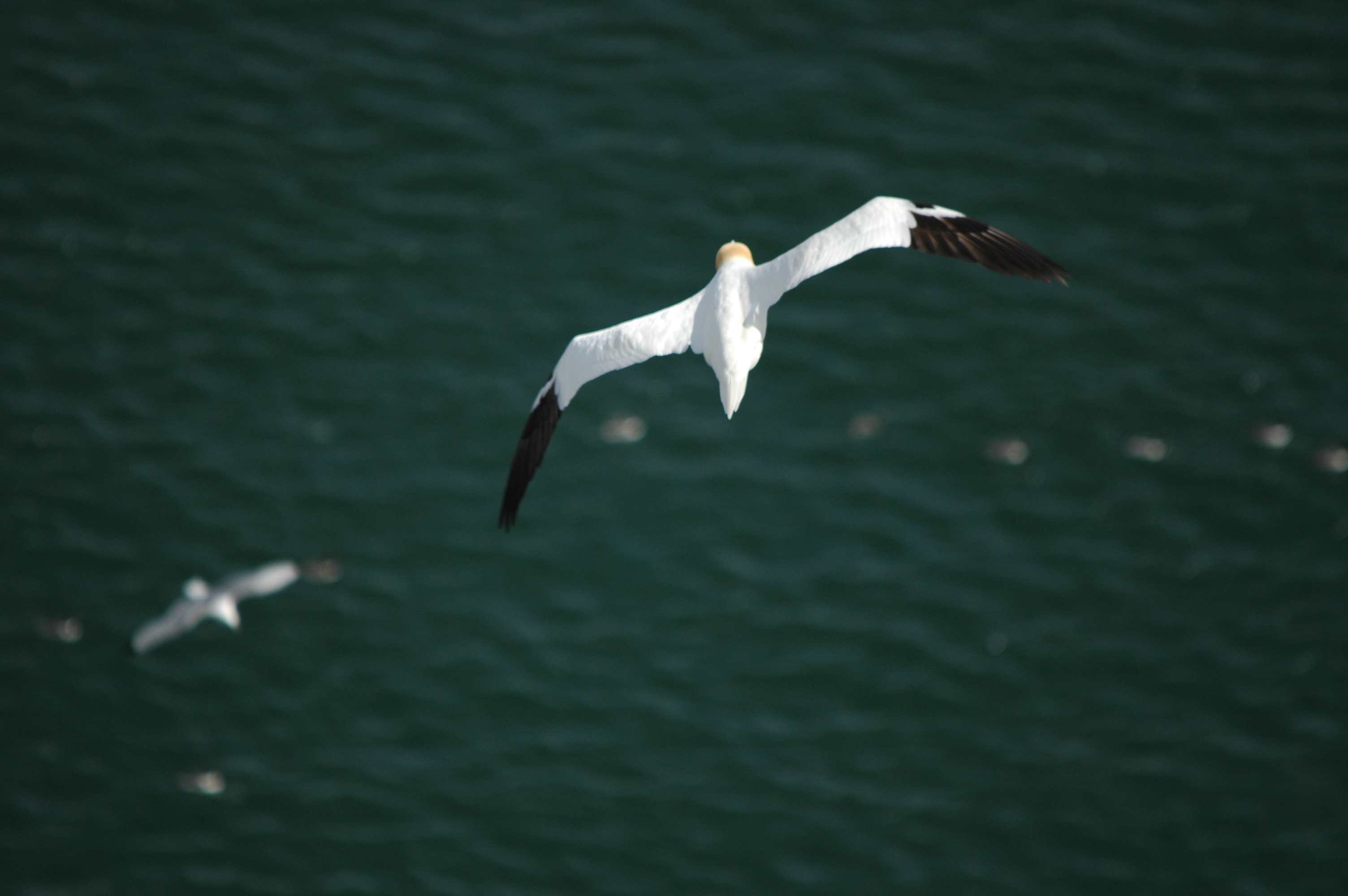 photos/wildlife/Bird_Species/015-Gannets-Boobies/0228-Northern_Gannet/DSC_5748.JPG