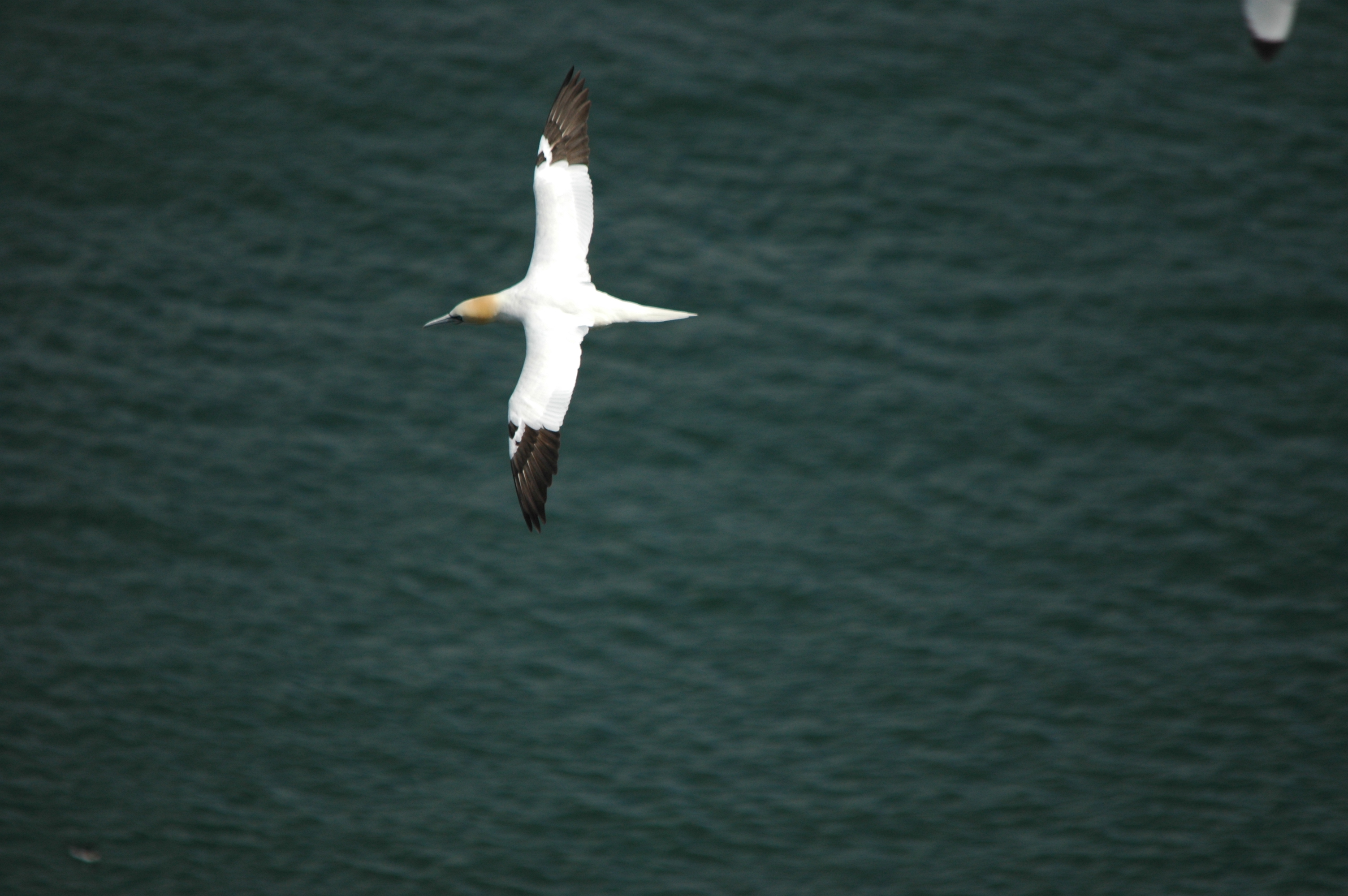 photos/wildlife/Bird_Species/015-Gannets-Boobies/0228-Northern_Gannet/DSC_5750.JPG