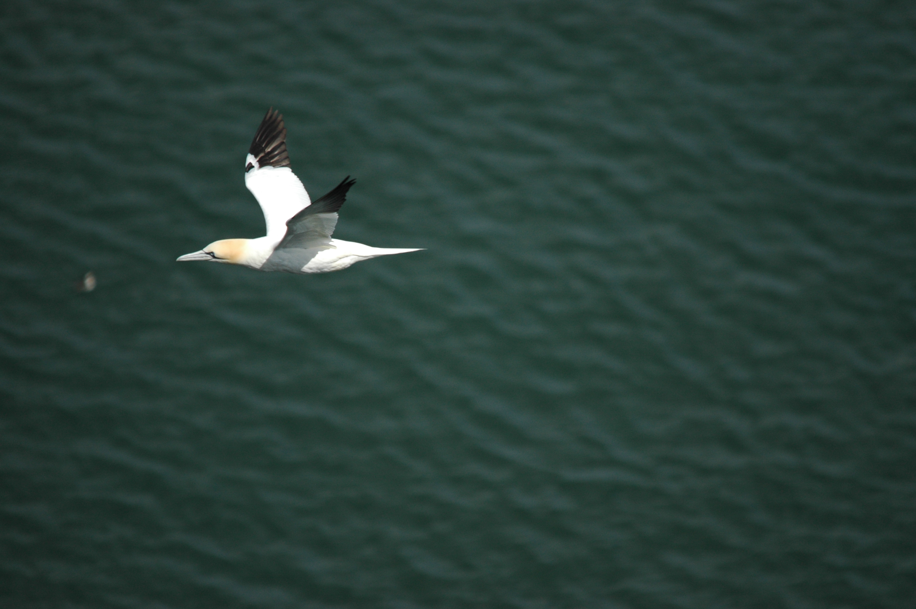 photos/wildlife/Bird_Species/015-Gannets-Boobies/0228-Northern_Gannet/DSC_5753.JPG