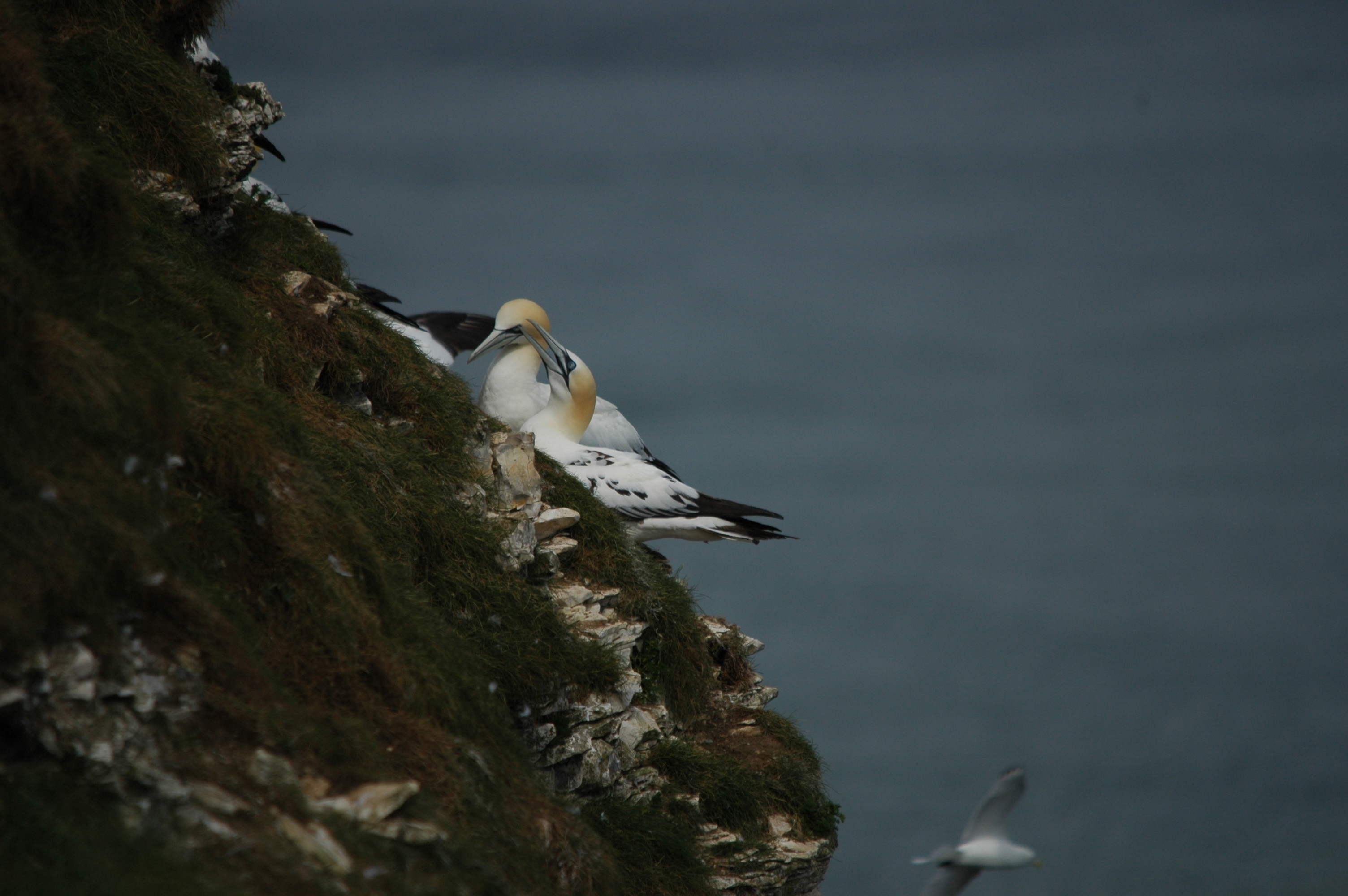 photos/wildlife/Bird_Species/015-Gannets-Boobies/0228-Northern_Gannet/DSC_5767.JPG