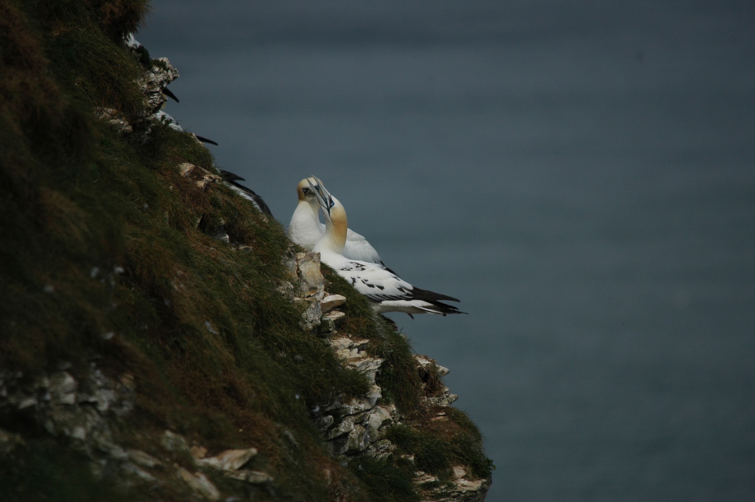 photos/wildlife/Bird_Species/015-Gannets-Boobies/0228-Northern_Gannet/DSC_5768.JPG