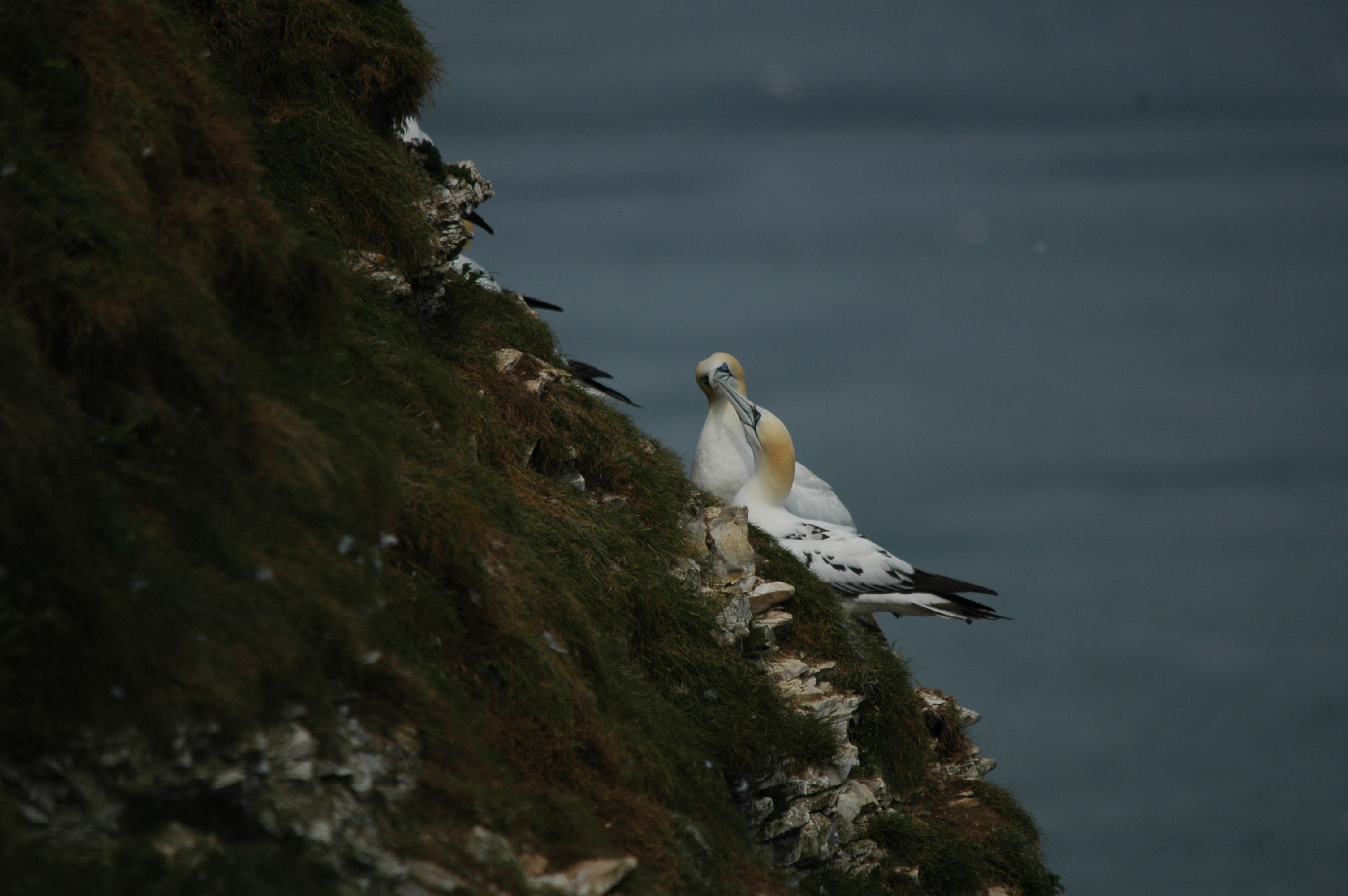 photos/wildlife/Bird_Species/015-Gannets-Boobies/0228-Northern_Gannet/DSC_5769.JPG